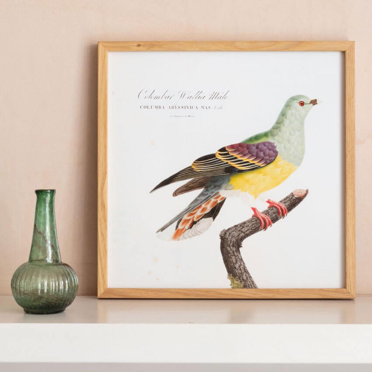 Framed Colombar Wallia Print – image 4
