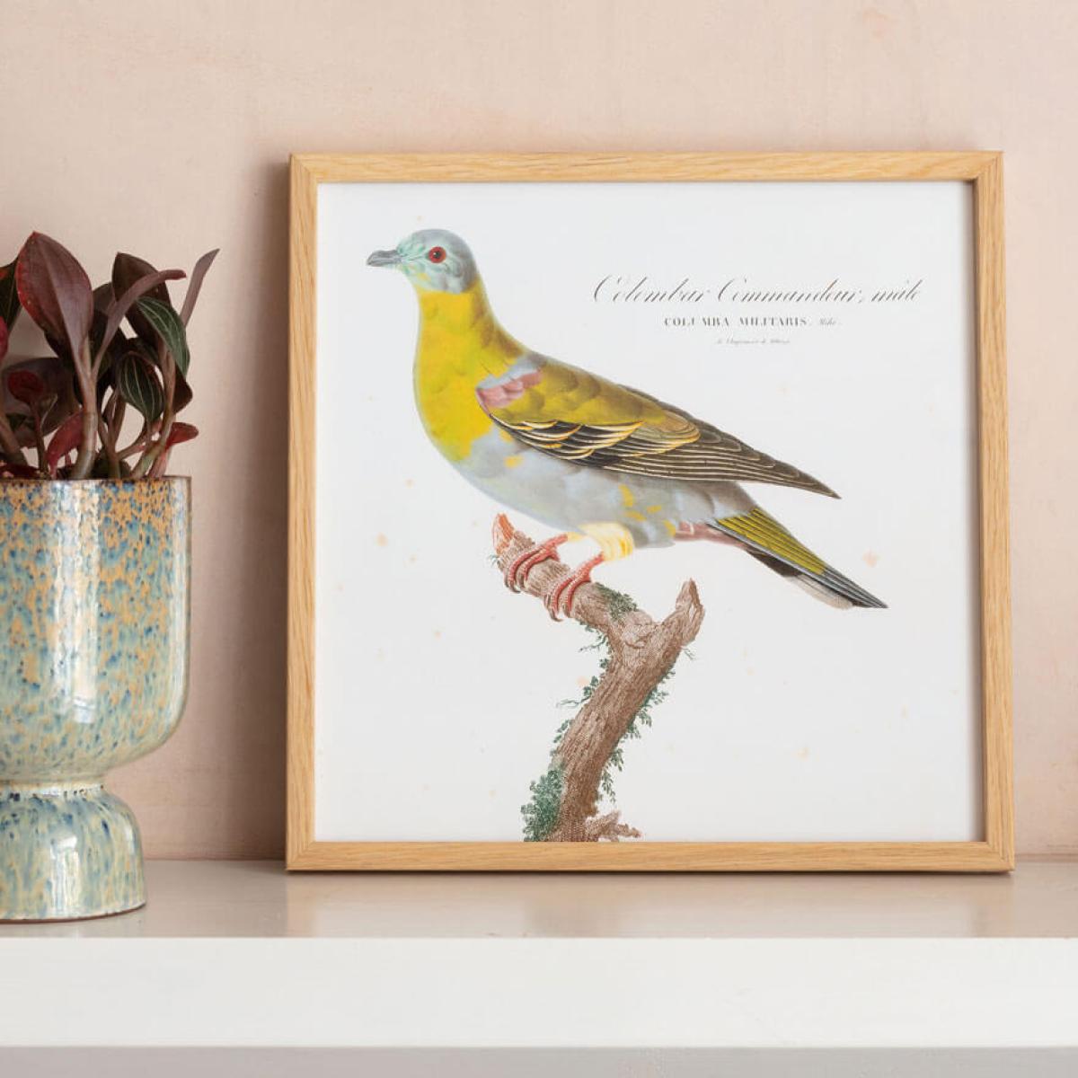 Framed Colombar Wallia Print – image 5