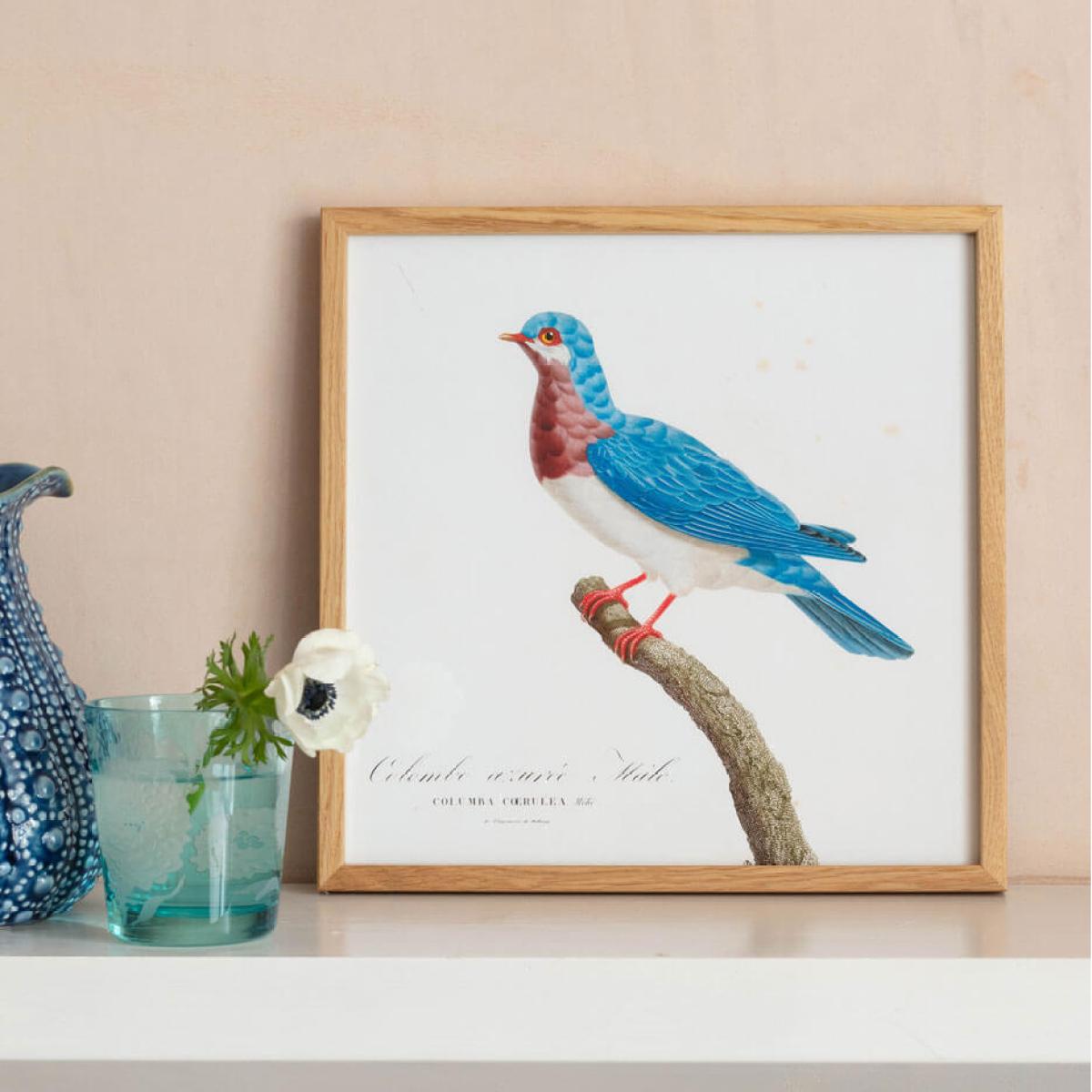 Framed Colombar Wallia Print – image 6
