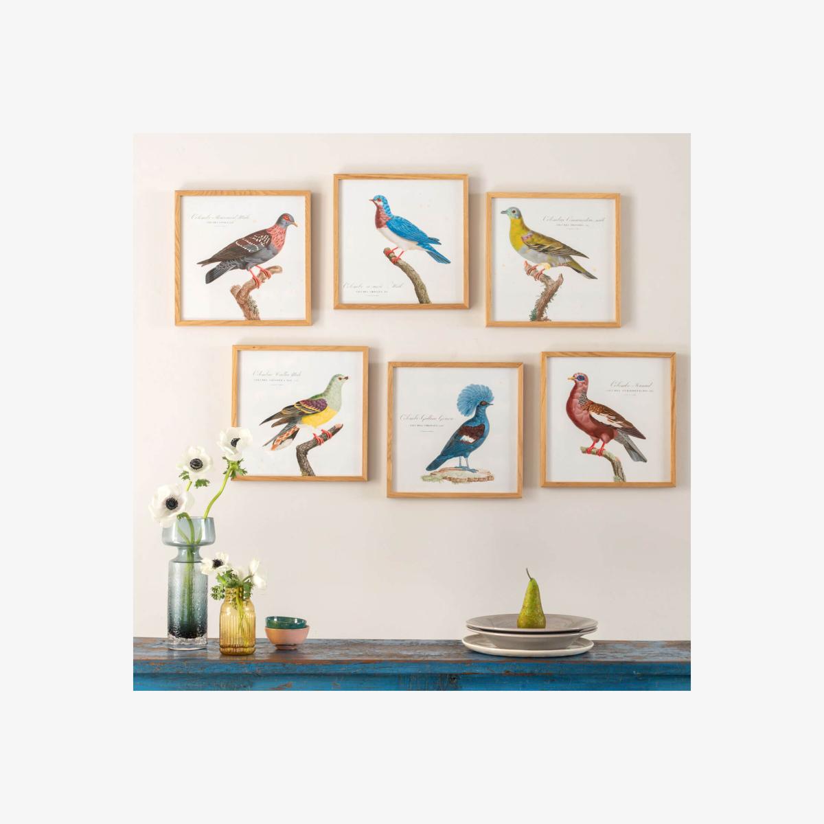 Framed Colombar Wallia Print – image 1