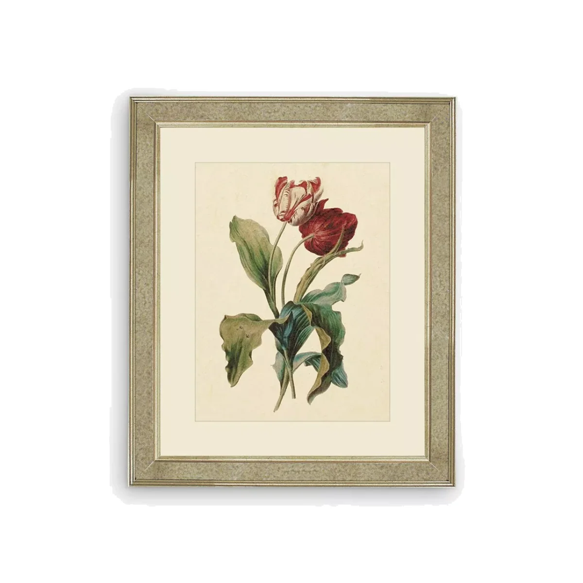Tulips III - Framed Print & Mount, 60 x 50cm, Red/Multi