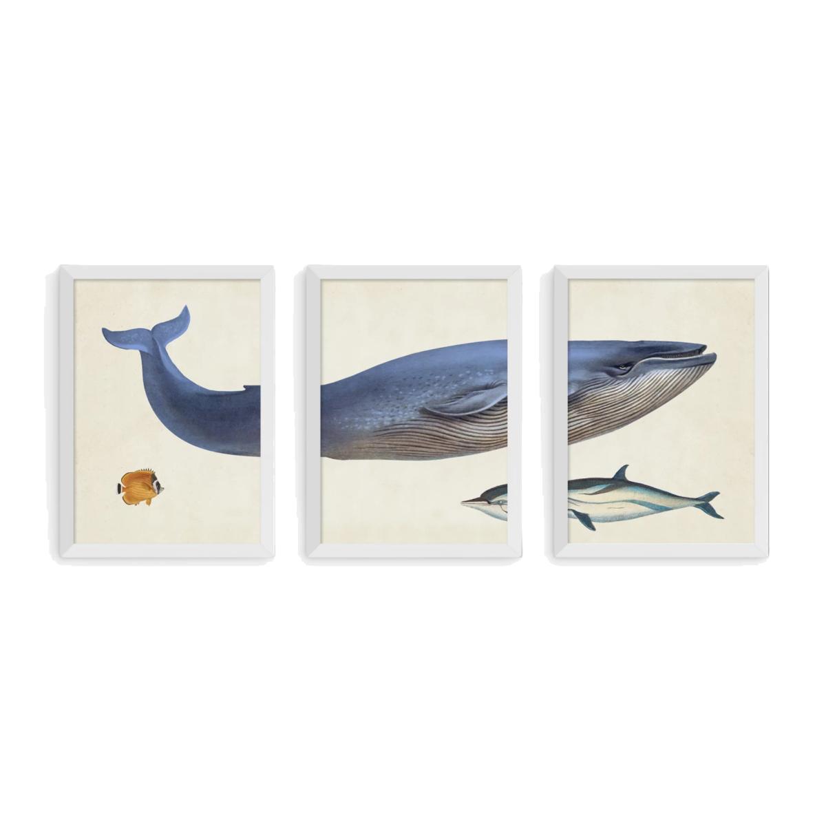 EAST END PRINTS Natural History Museum 'Whale' Framed Print, Set of 3