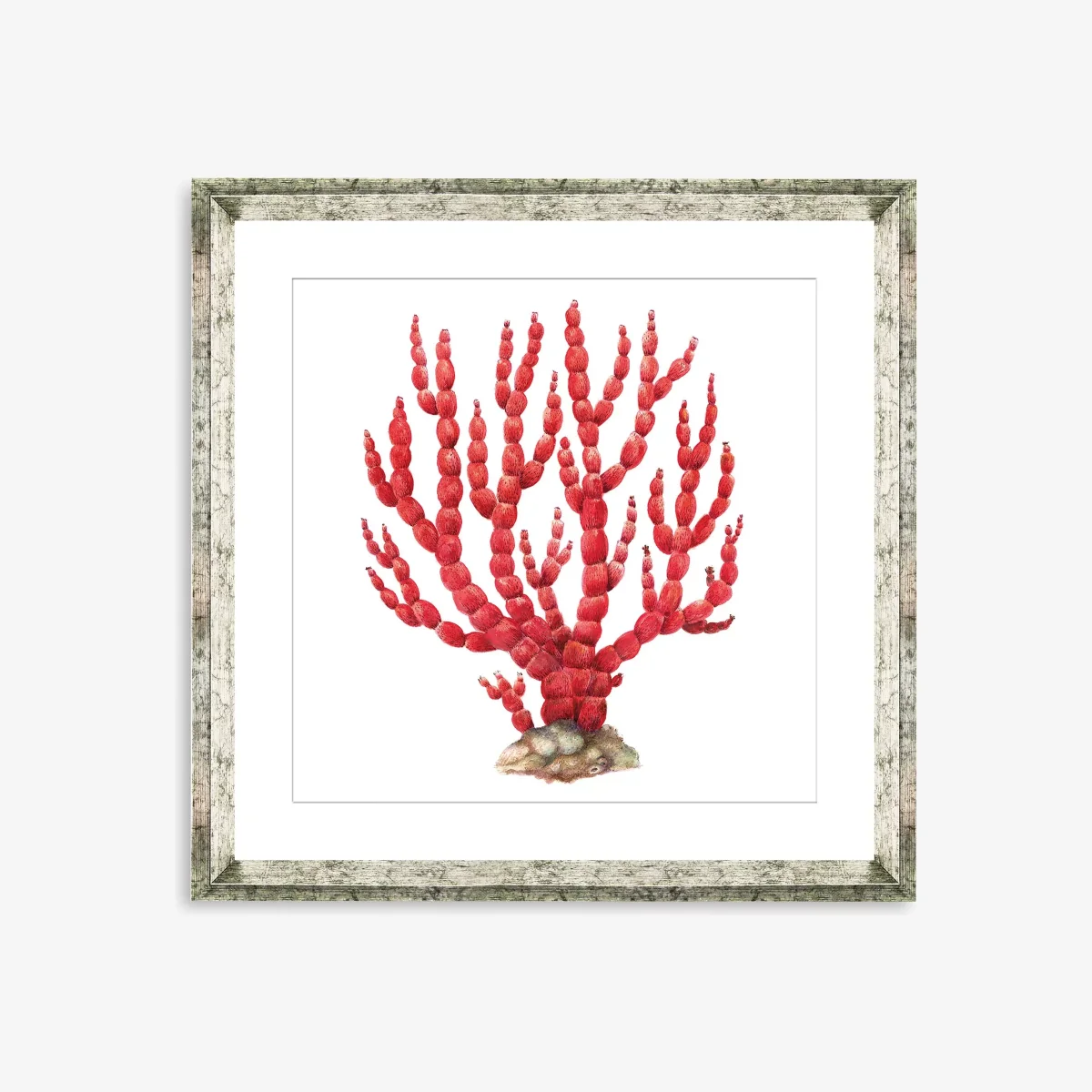 Red Coral 8 - Framed Print & Mount, 46 x 46cm, Red – image 1