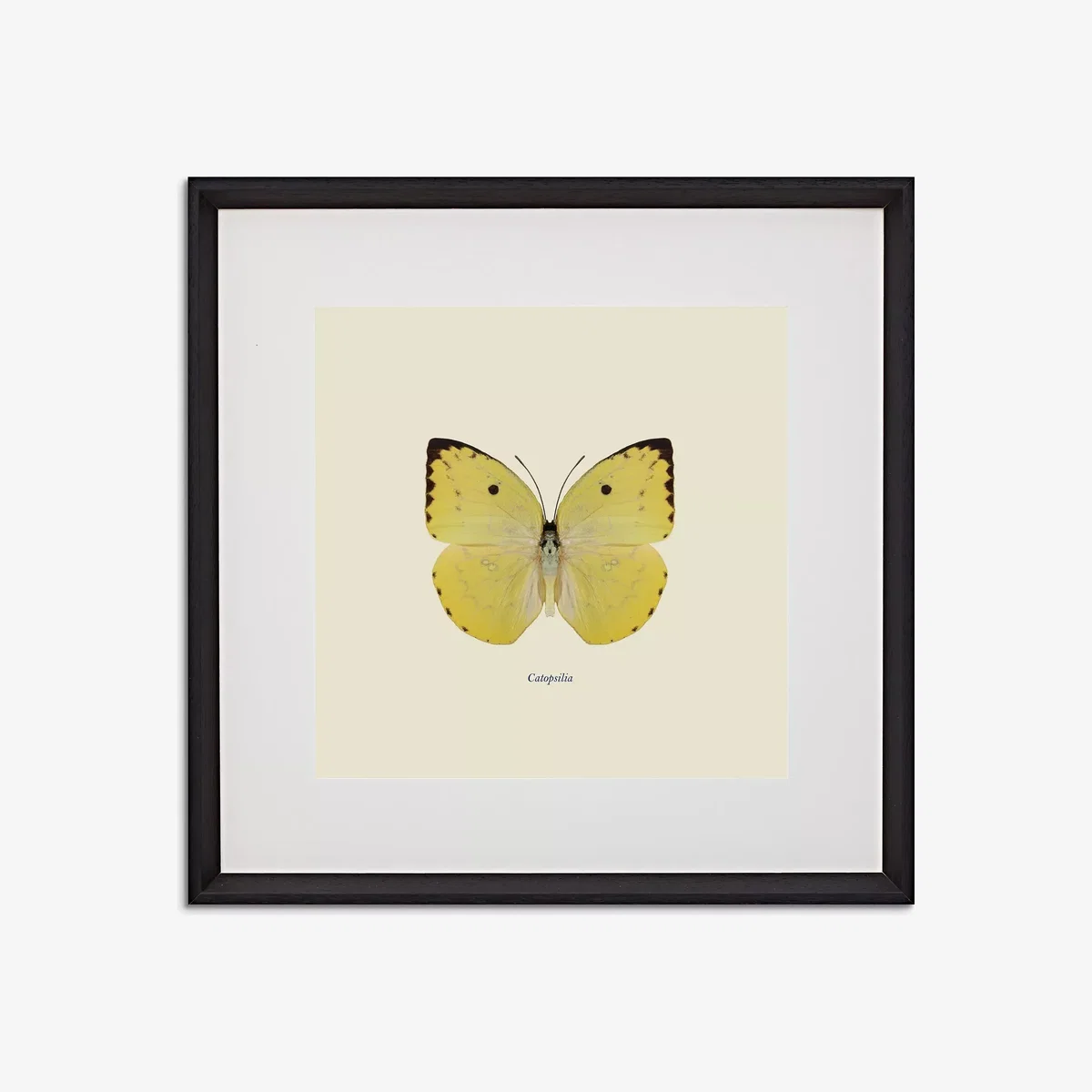 Catopsilia Butterfly - Framed Print & Mount, 45.5 x 45.5cm, Yellow/Multi – image 1
