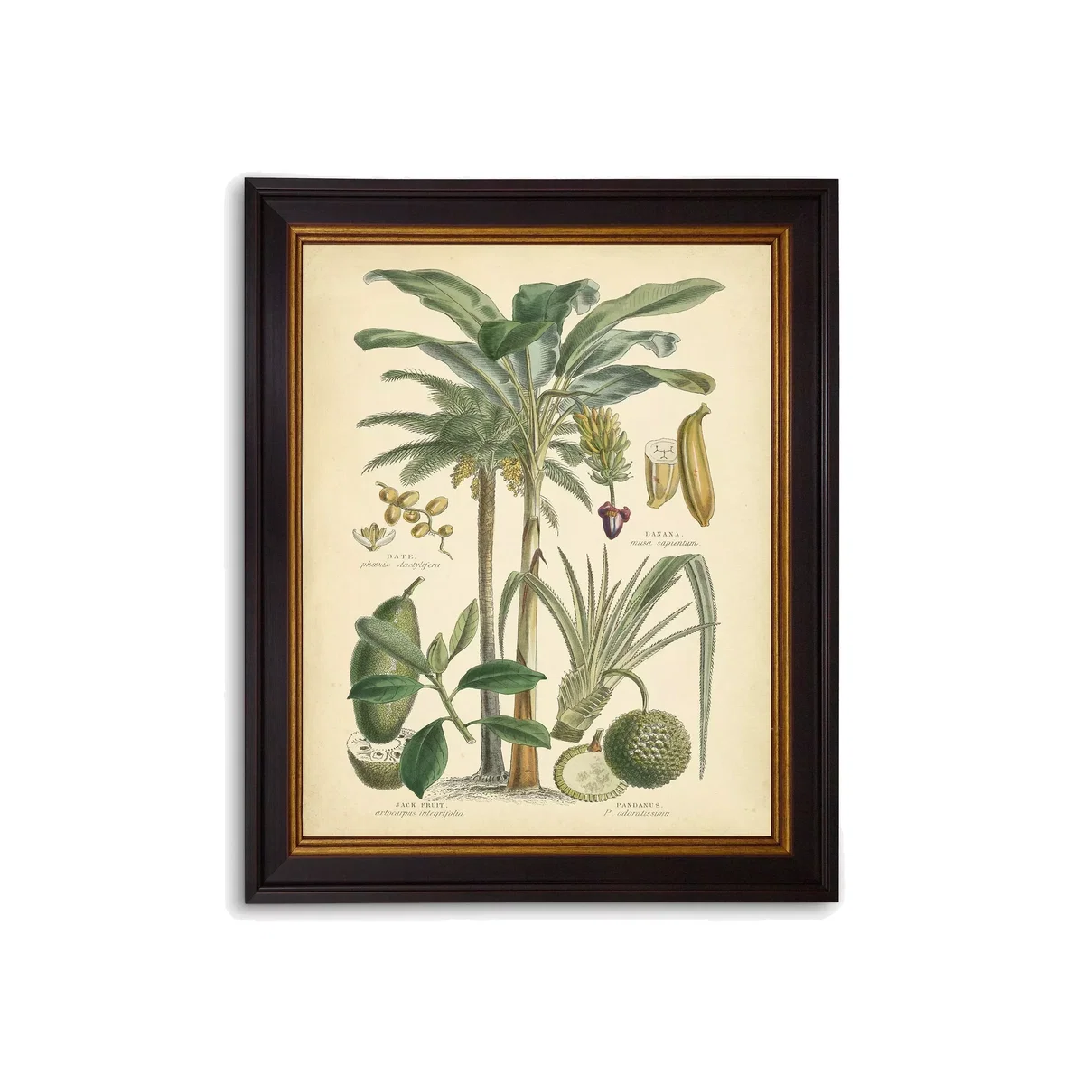 Fruitful Palm II - Framed Print, 51 x 41cm, Green