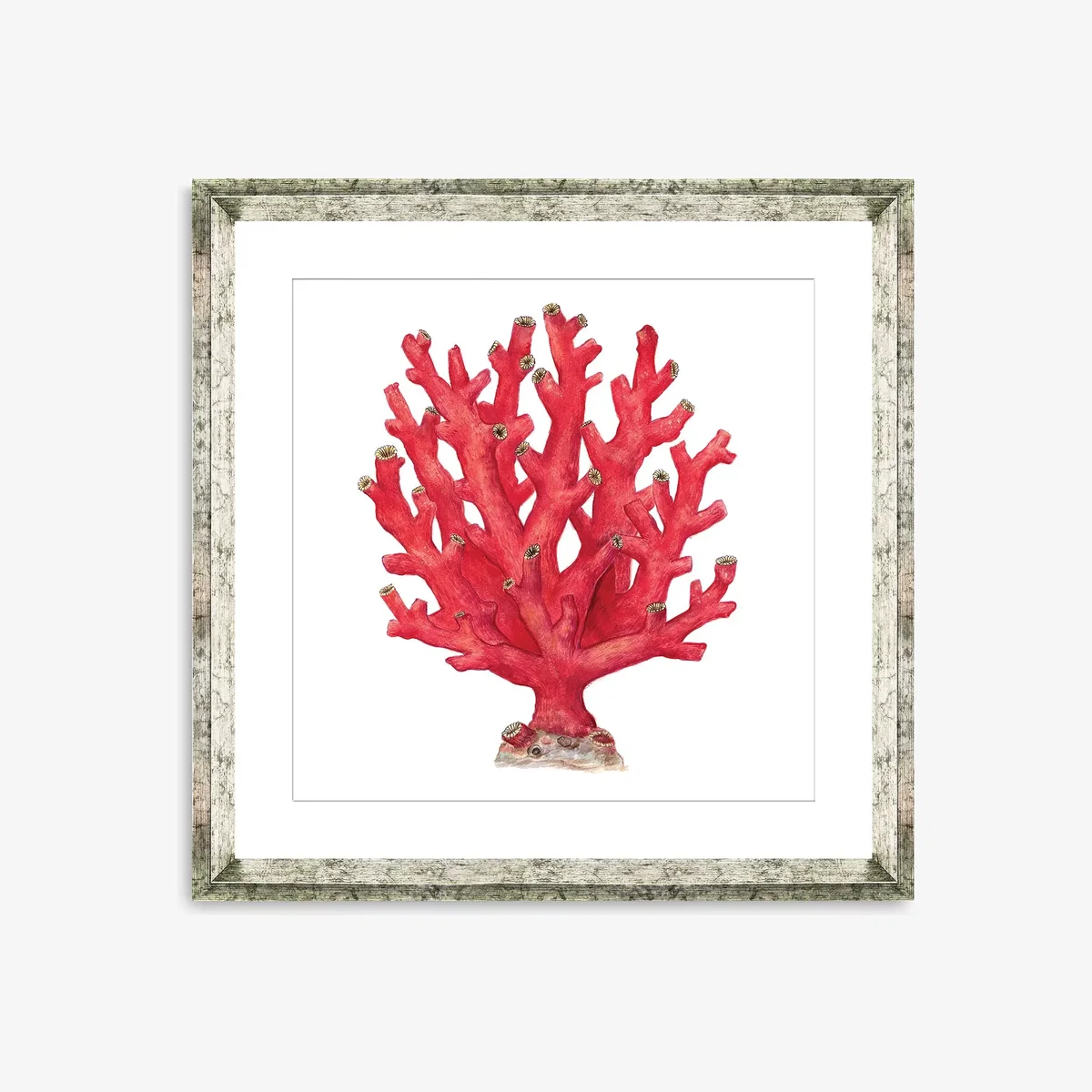 Red Coral 4 - Framed Print & Mount, 46 x 46cm, Red – image 1