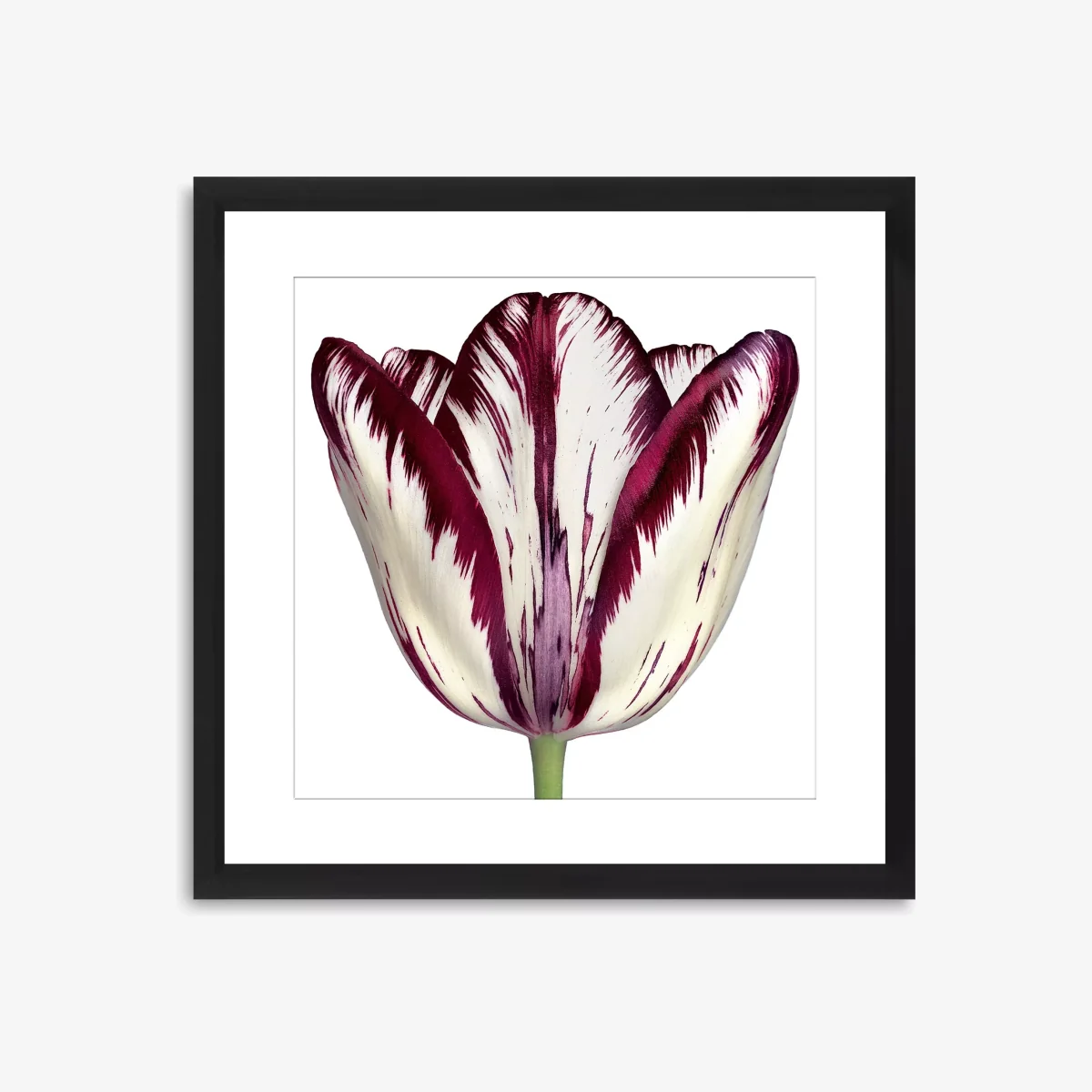 Burgundy Tulip 1 - Framed Print & Mount, 56 x 56cm, Burgundy – image 1