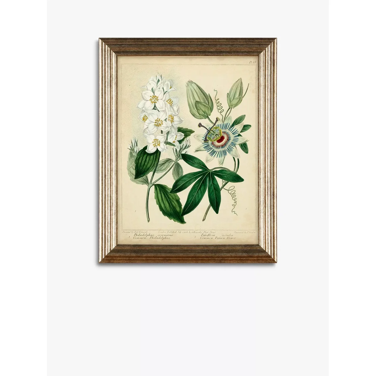Botanical Florals Framed Prints, Set of 3, 47 x 37cm, Green/Multi – image 3