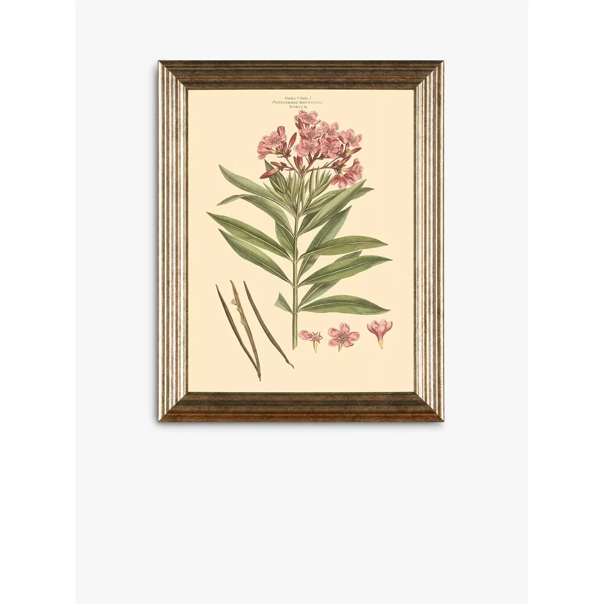 Botanical Florals Framed Prints, Set of 3, 47 x 37cm, Green/Multi – image 4