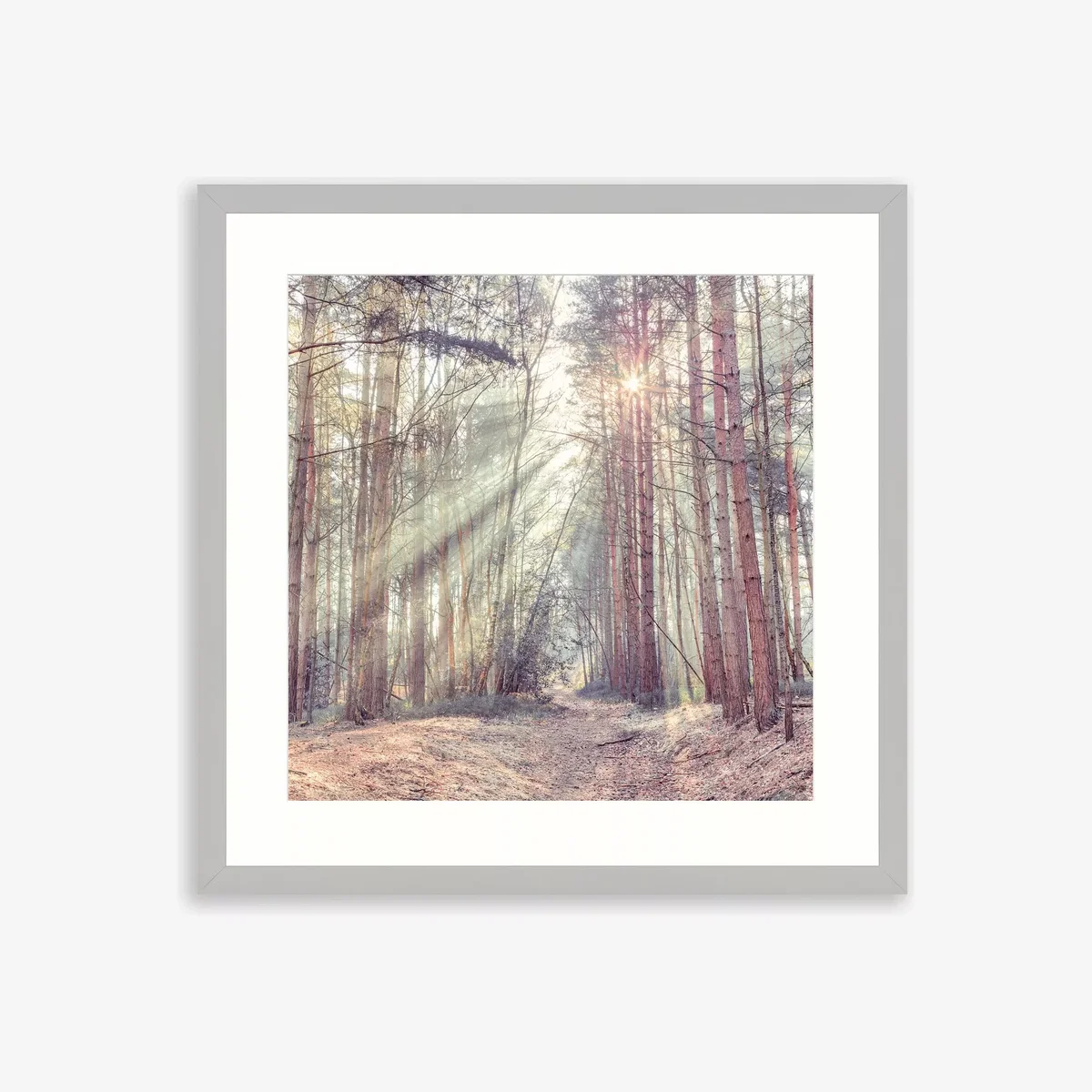 Assaf Frank - Sunlit Forest Framed Print & Mount, 74.5 x 74.5cm, Grey/Multi