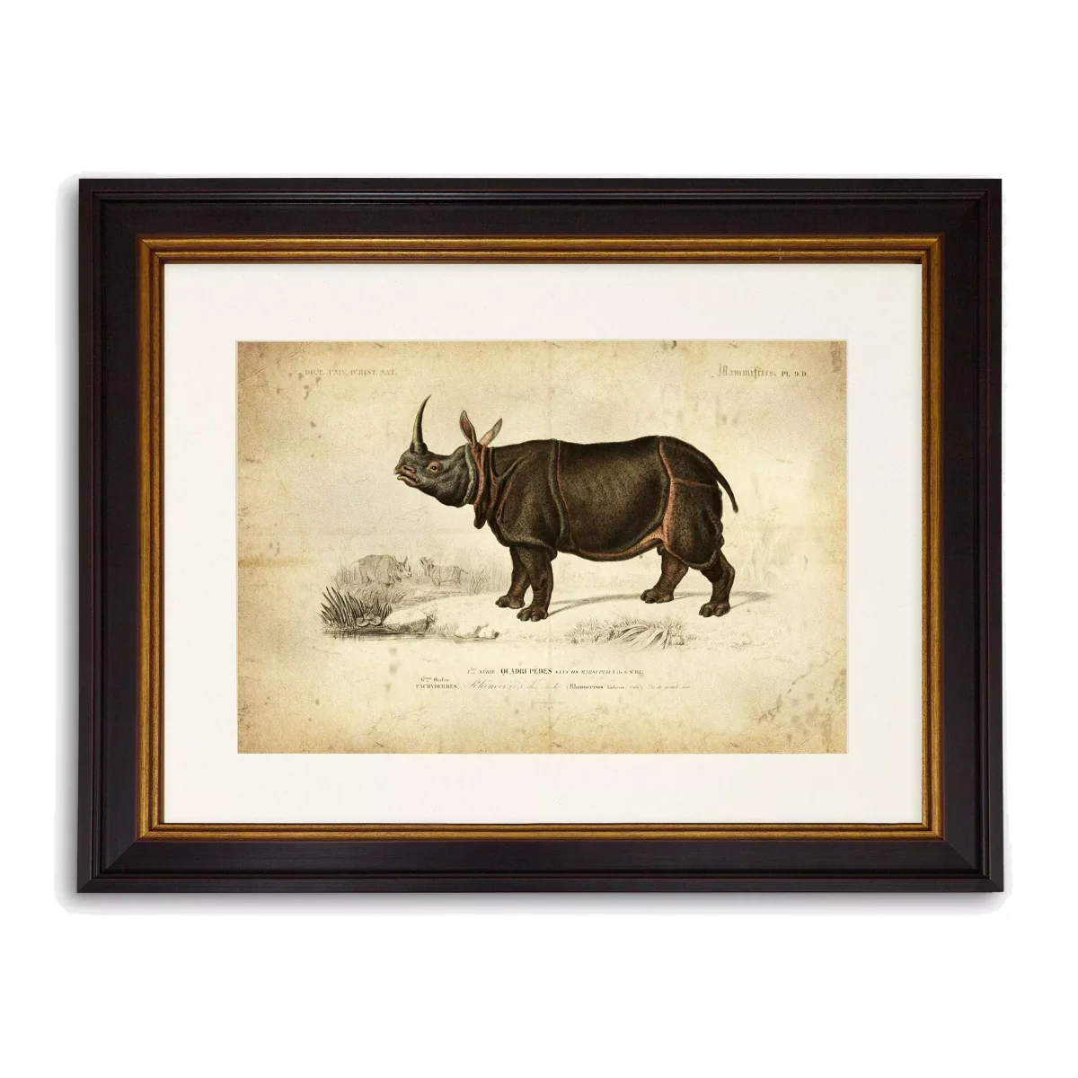 Rhinoceros - Framed Print & Mount, 33 x 43cm, Grey
