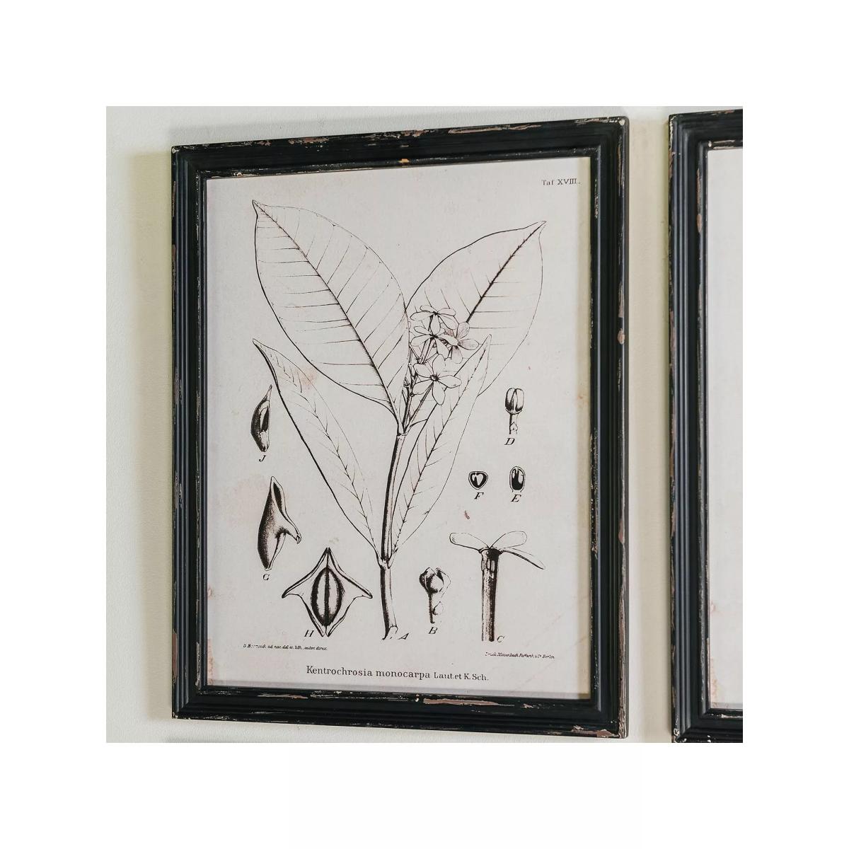 One.World Brookby Botanical Wood Framed Print, Set of 4, 50 x 40cm, Black/White – image 2