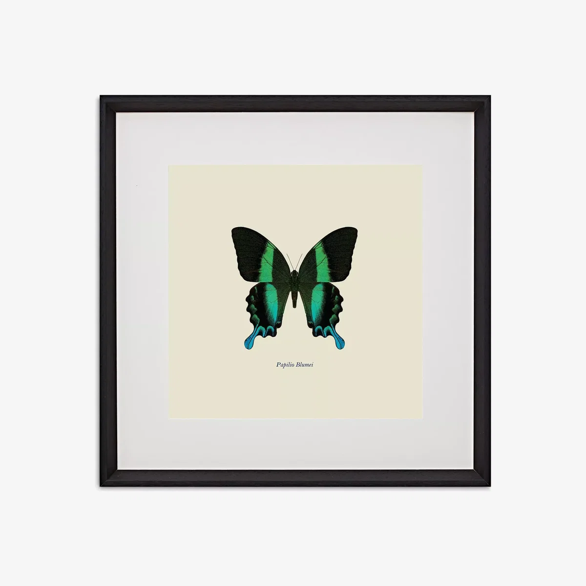 Papilio Blumei Butterfly - Framed Print & Mount, 45.5 x 45.5cm, Green/Multi – image 1