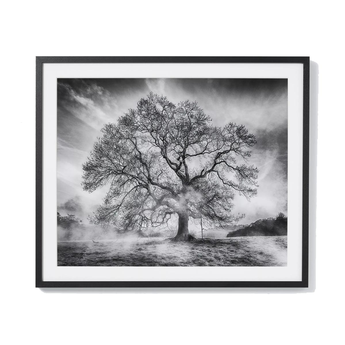 John Lewis Adrian Houston 'Haddon Ash' Framed Print, 70 x 82cm, Black/White – image 1