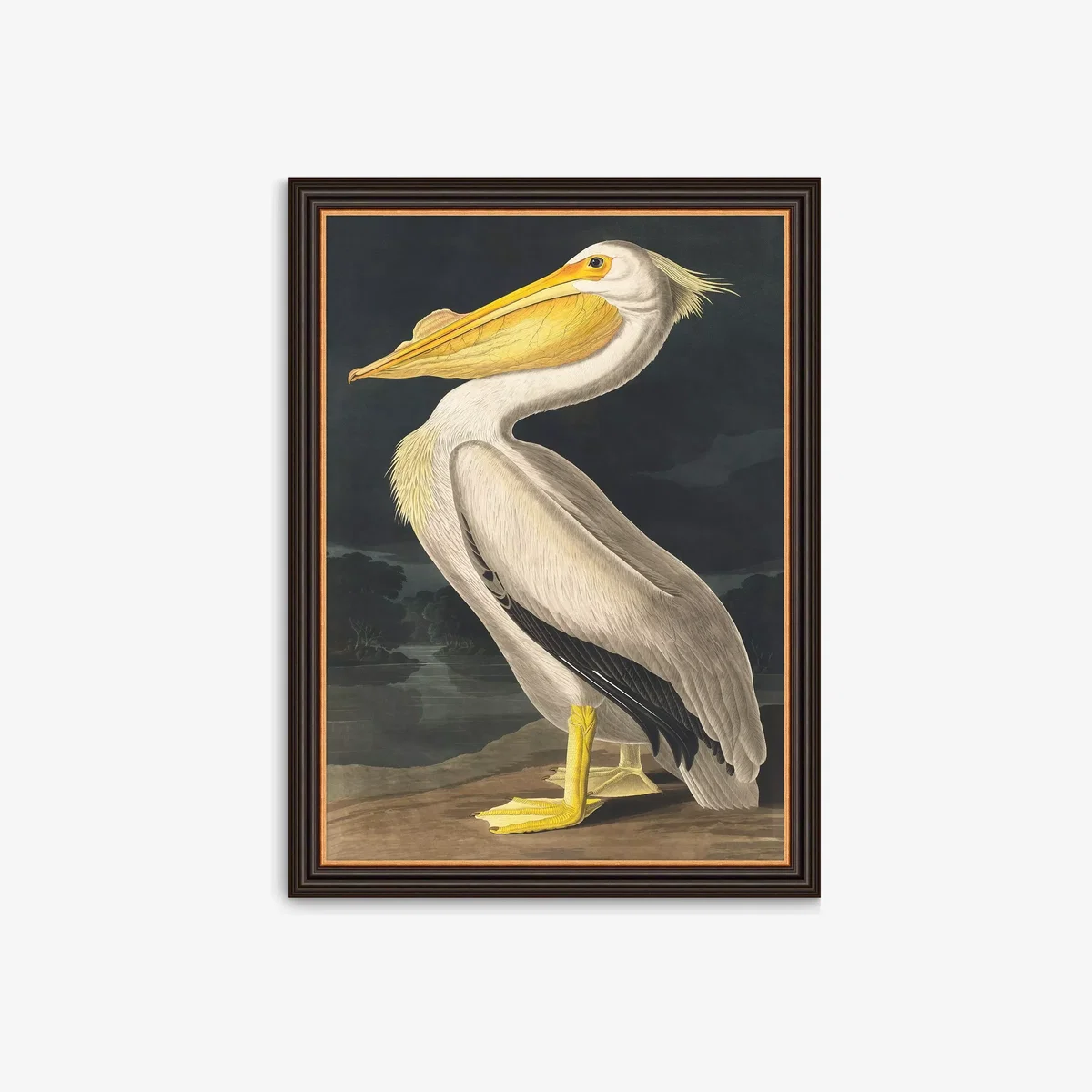 John James Audubon - 'American White Pelican' Framed Print, 77 x 57cm, White – image 1