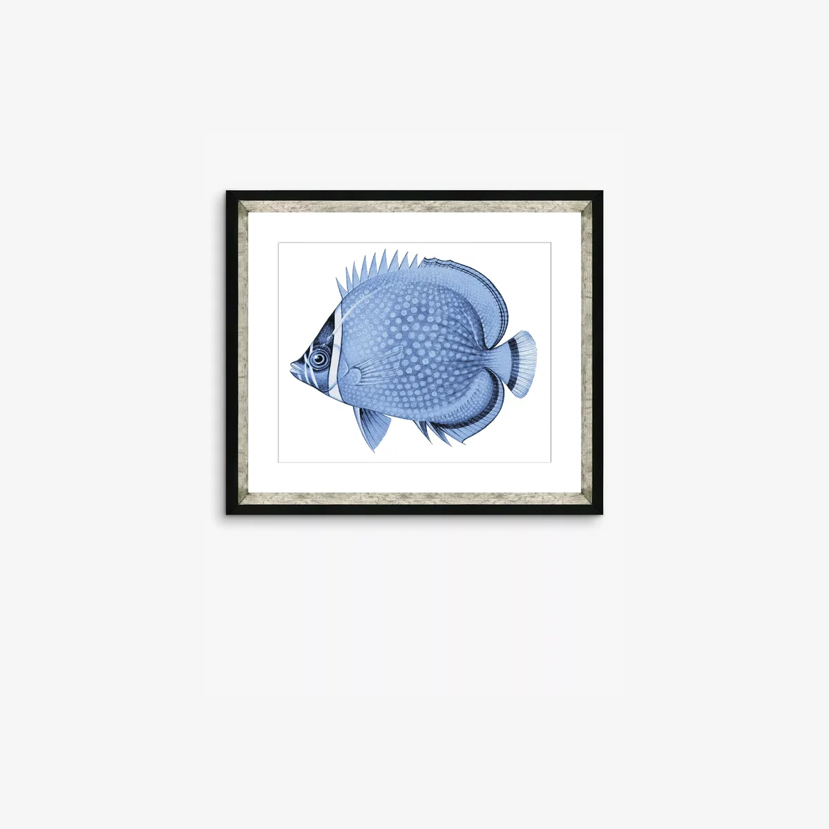 Blue Fish 4 - Framed Print & Mount, 36 x 46cm, Blue – image 1