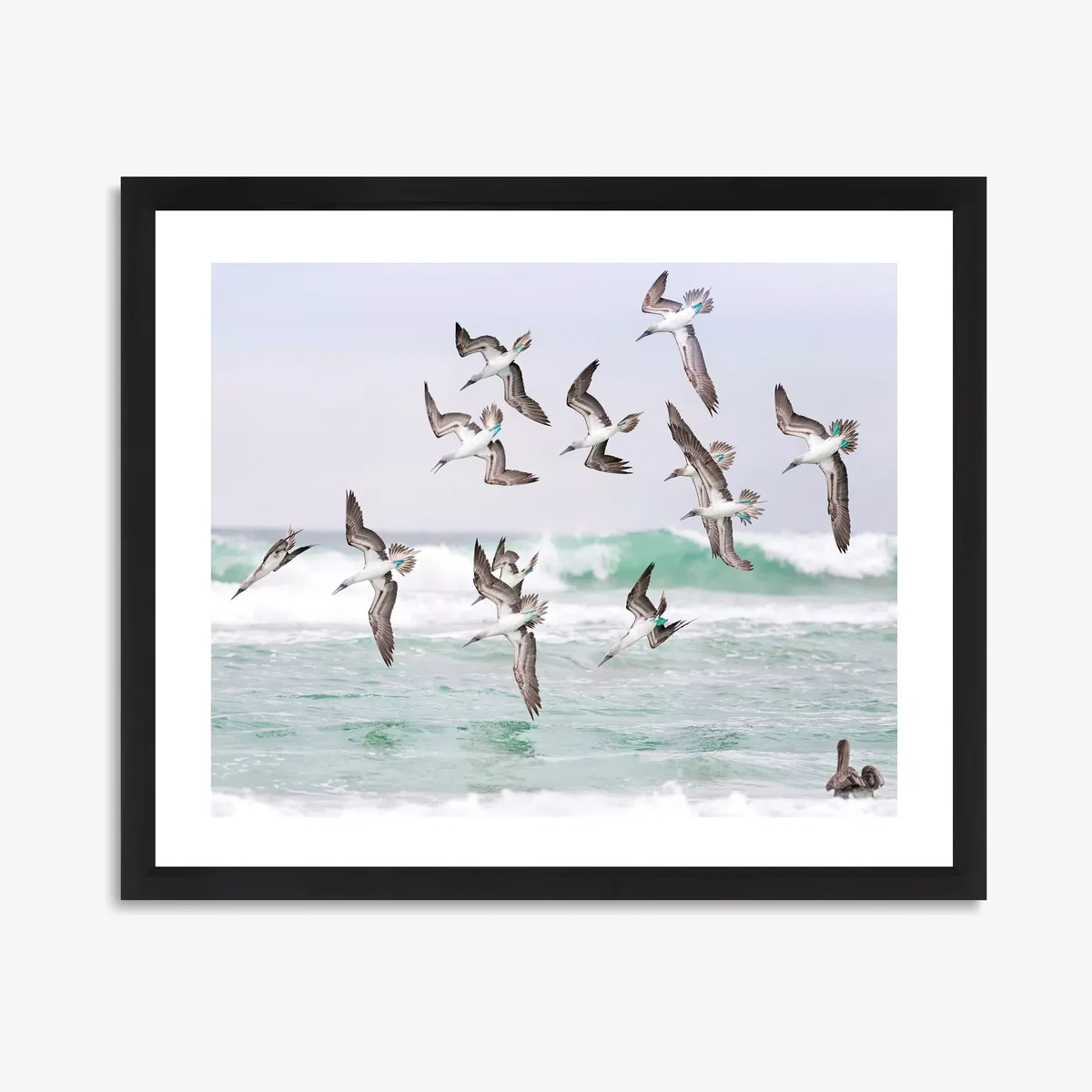 Gannets 2 - Framed Print & Mount, 56 x 66cm, Blue – image 1