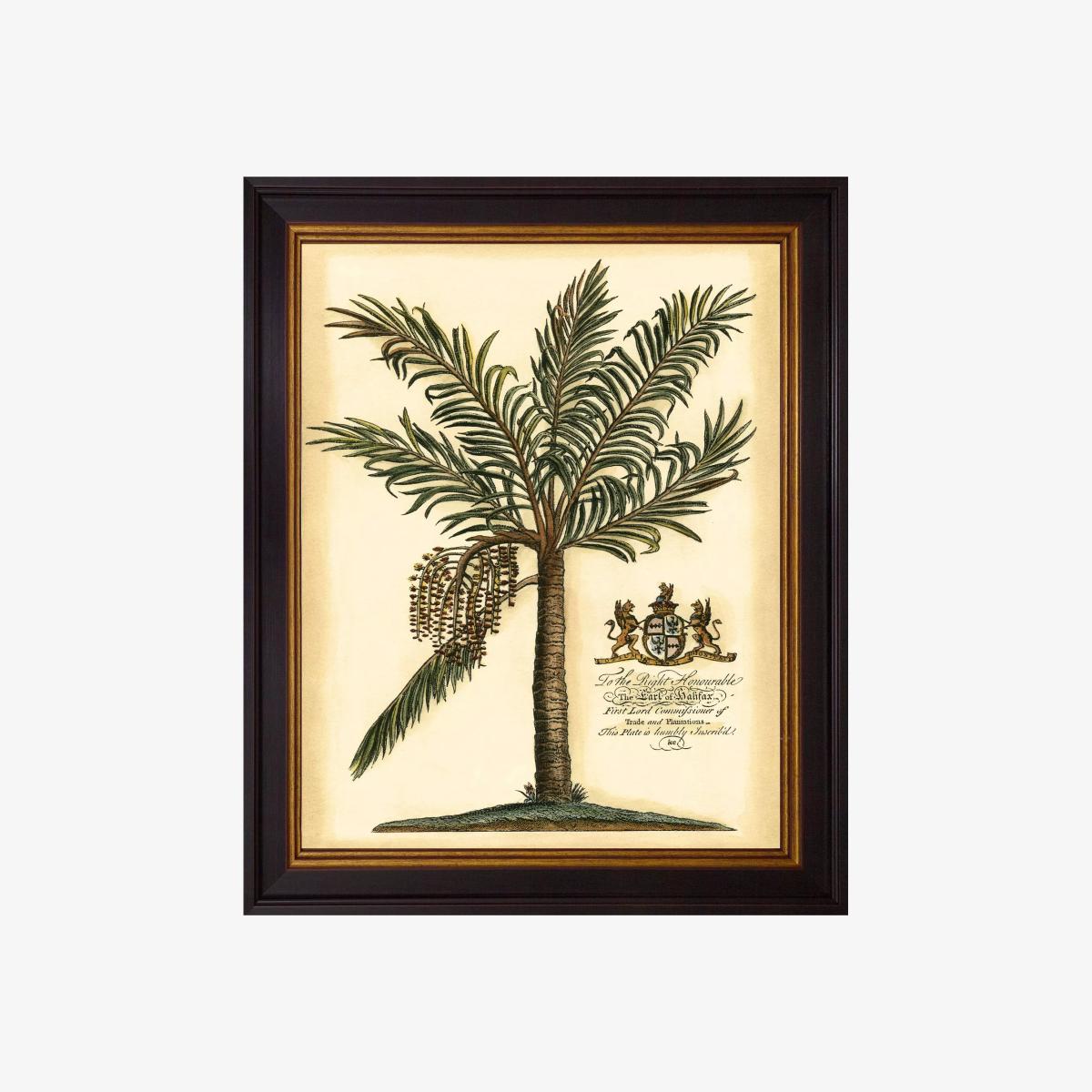 Brookpace Lascelles 'Fruitful Palm' Framed Print, 50 x 40cm, Green/Cream – image 1