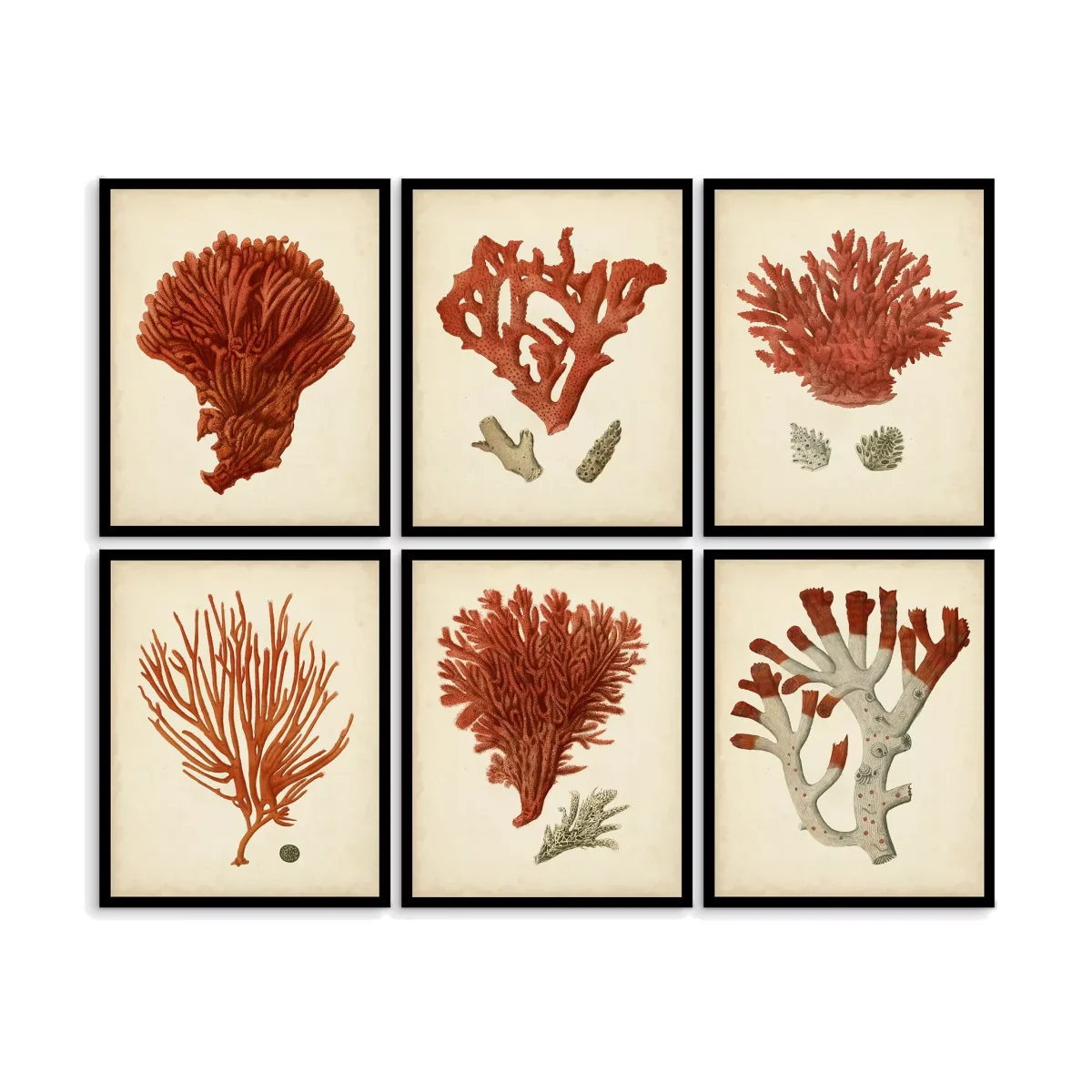 Red Coral - Framed Print & Mount, Set of 6, 32 x 26cm, Red – image 1