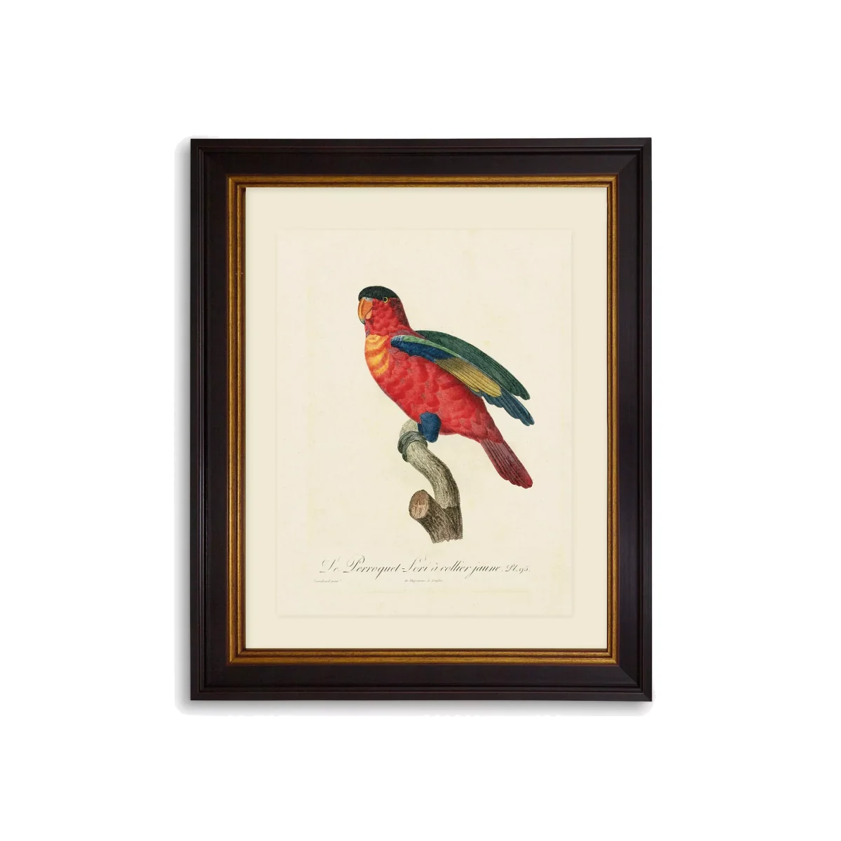 Tropical Bird IV - Framed Print & Mount, 60 x 50cm, Red