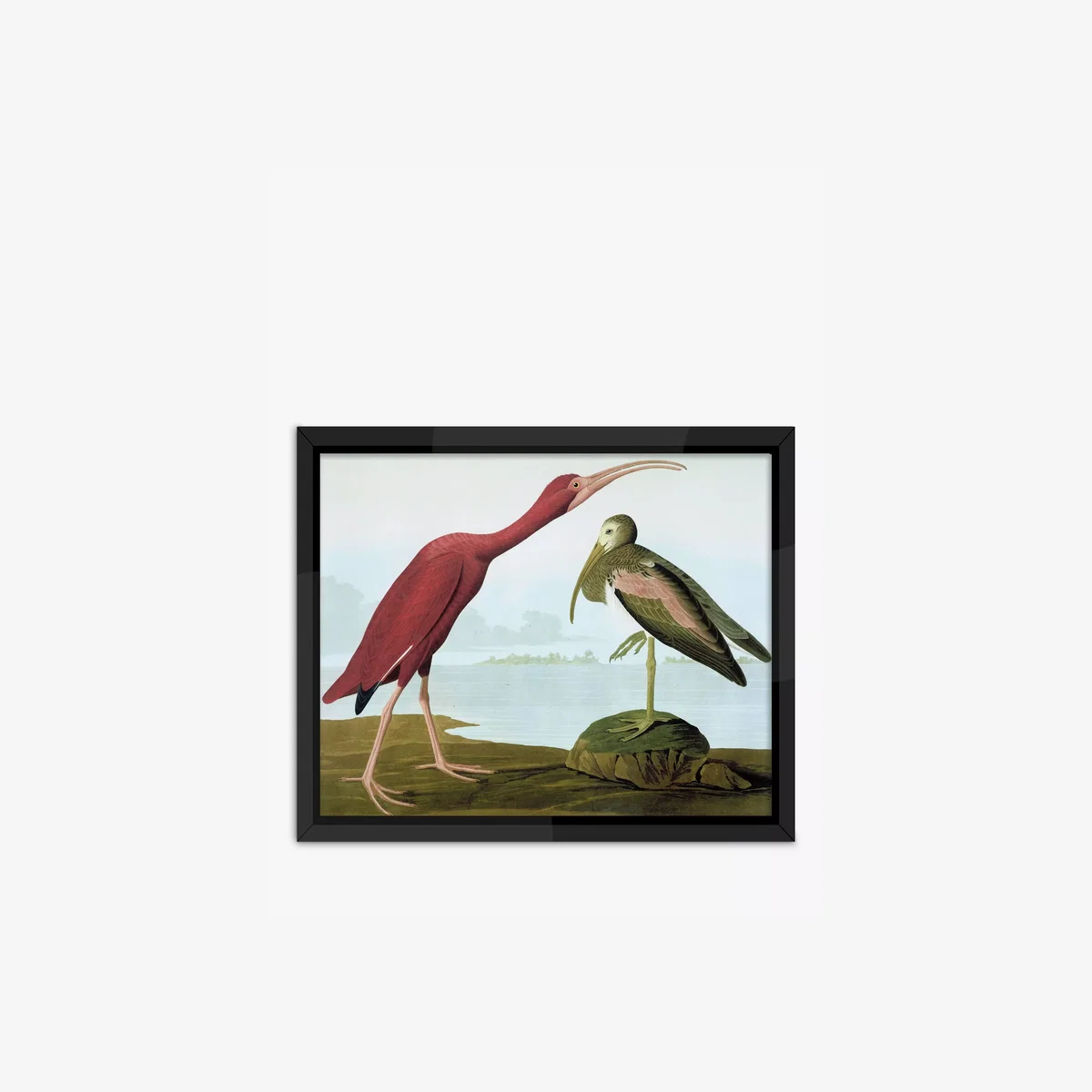 John James Audubon - 'Tropical Bird I' Framed Print, 56 x 46cm, Multi – image 1