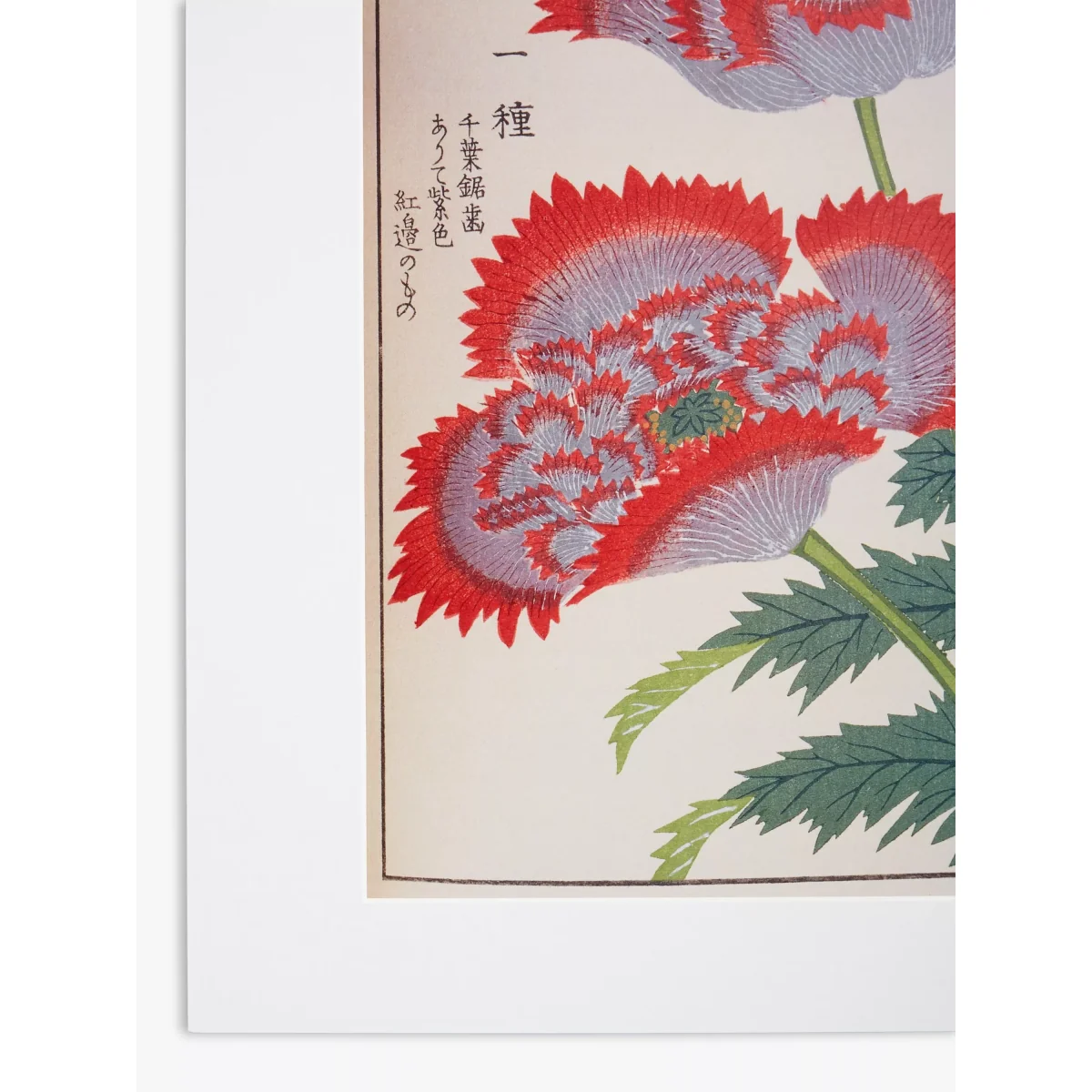 RHS - Red Poppy Botanical Unframed Print & Mount, 50 x 40cm, Red/Multi – image 2