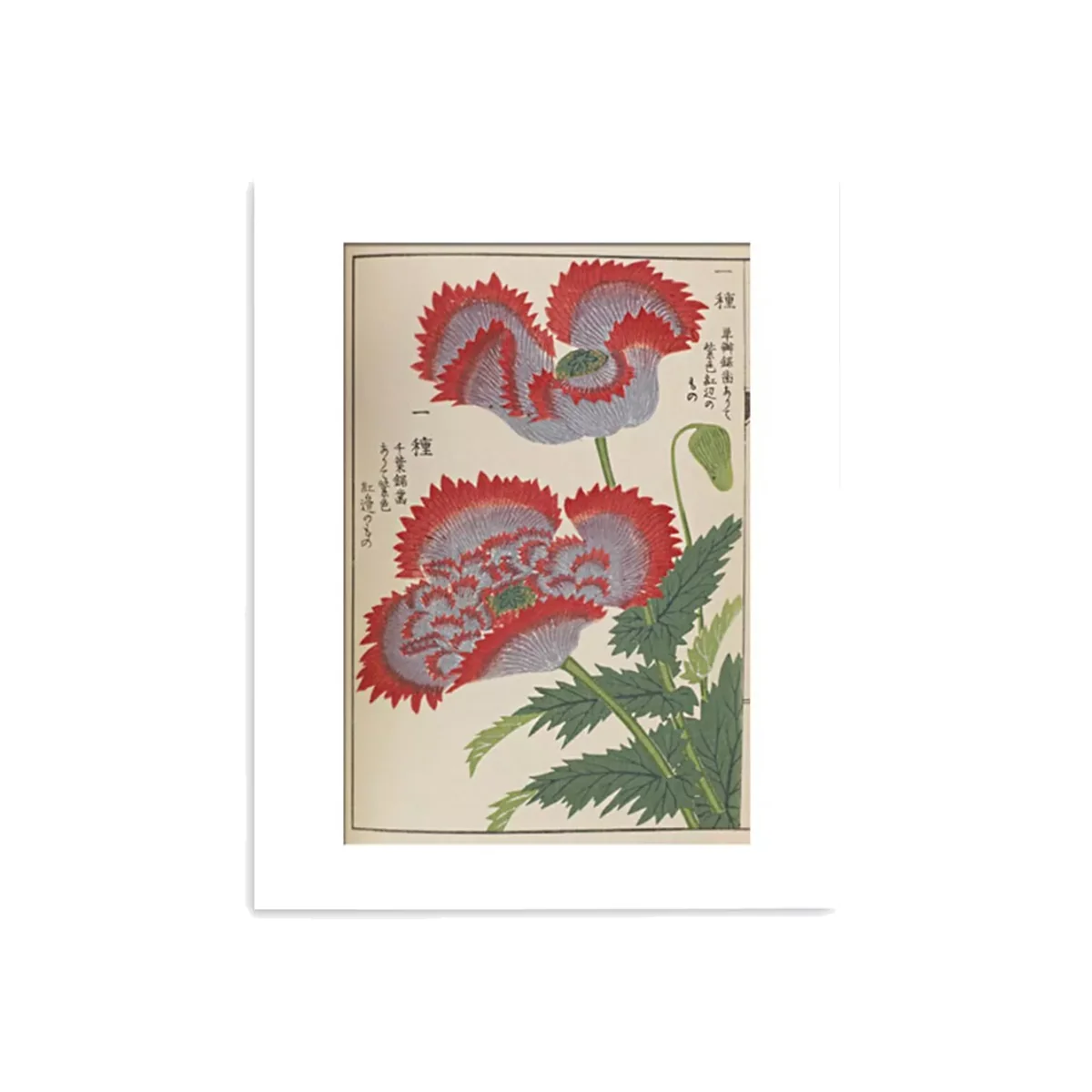 RHS - Red Poppy Botanical Unframed Print & Mount, 50 x 40cm, Red/Multi – image 1