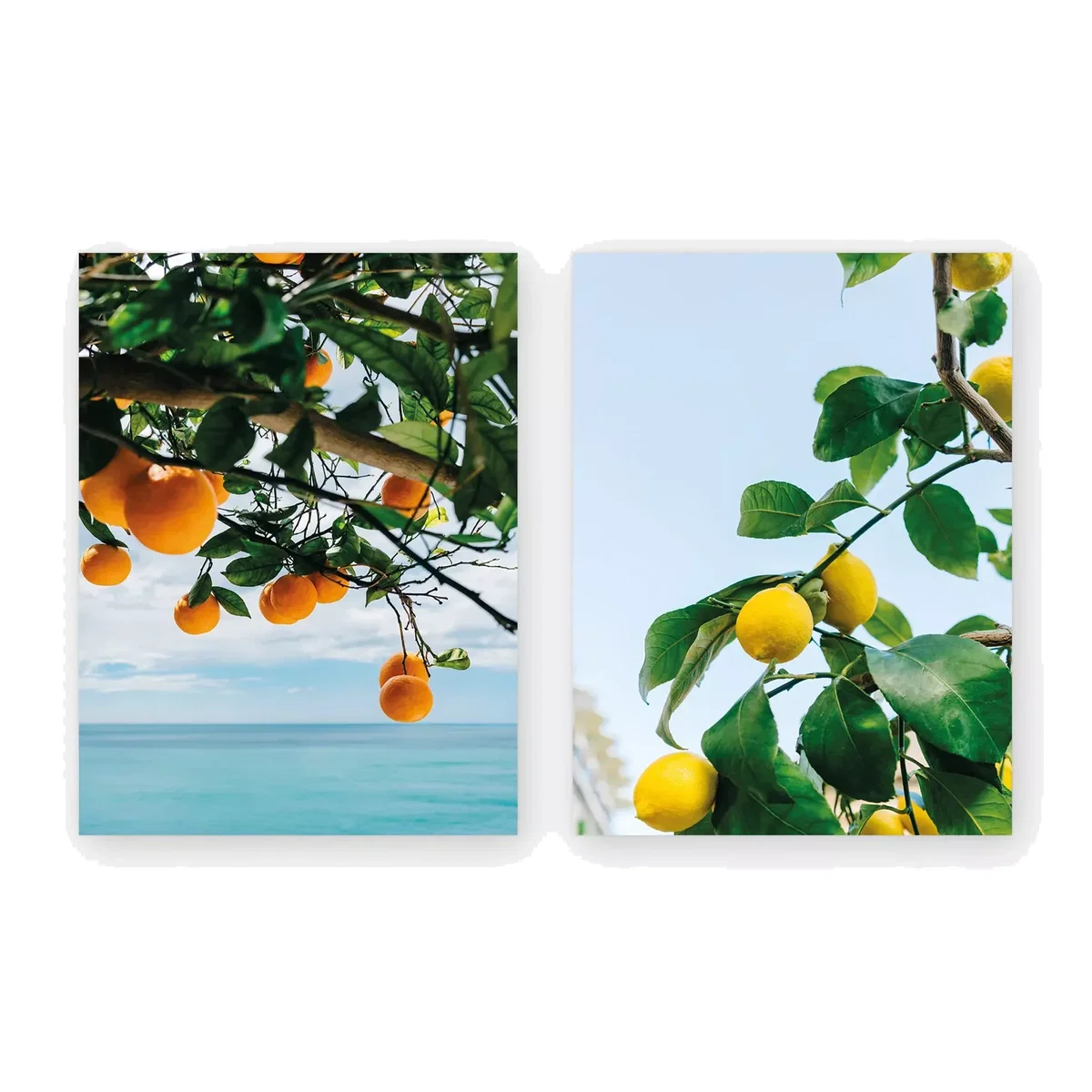 EAST END PRINTS Bethany Young 'Orange and Lemon Trees' Unframed Print, Set of 2, 40 x 30cm, Blue/Multi