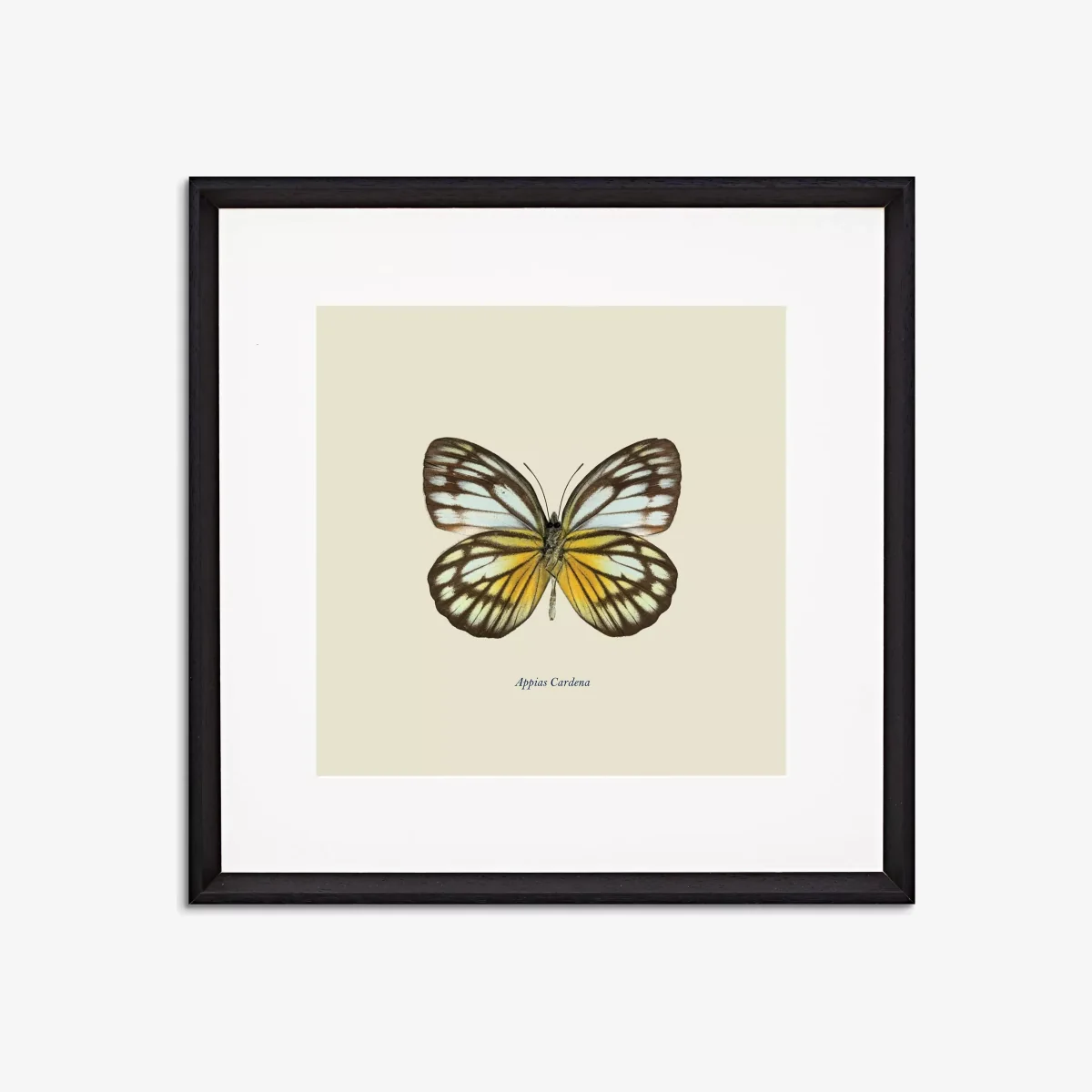 Appias Cardena Butterfly - Framed Print & Mount, 45.5 x 45.5cm, Yellow/Multi – image 1