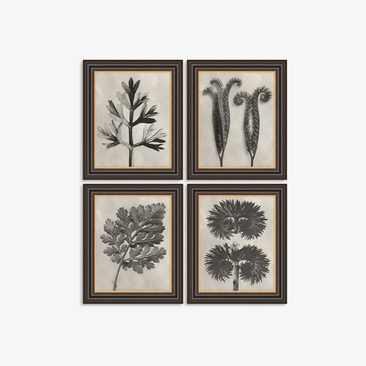 Karl Blossfeldt - 'Botanicals' Framed Prints, Set of 4, 37 x 31cm, Grey – image 1
