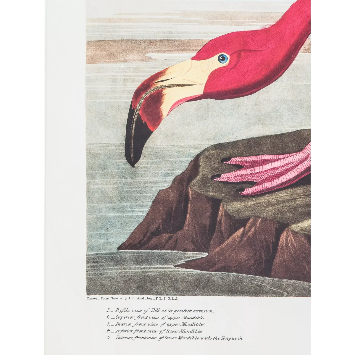 John James Audubon - American Flamingo Framed Print & Mount, 91 x 61cm, Pink – image 3