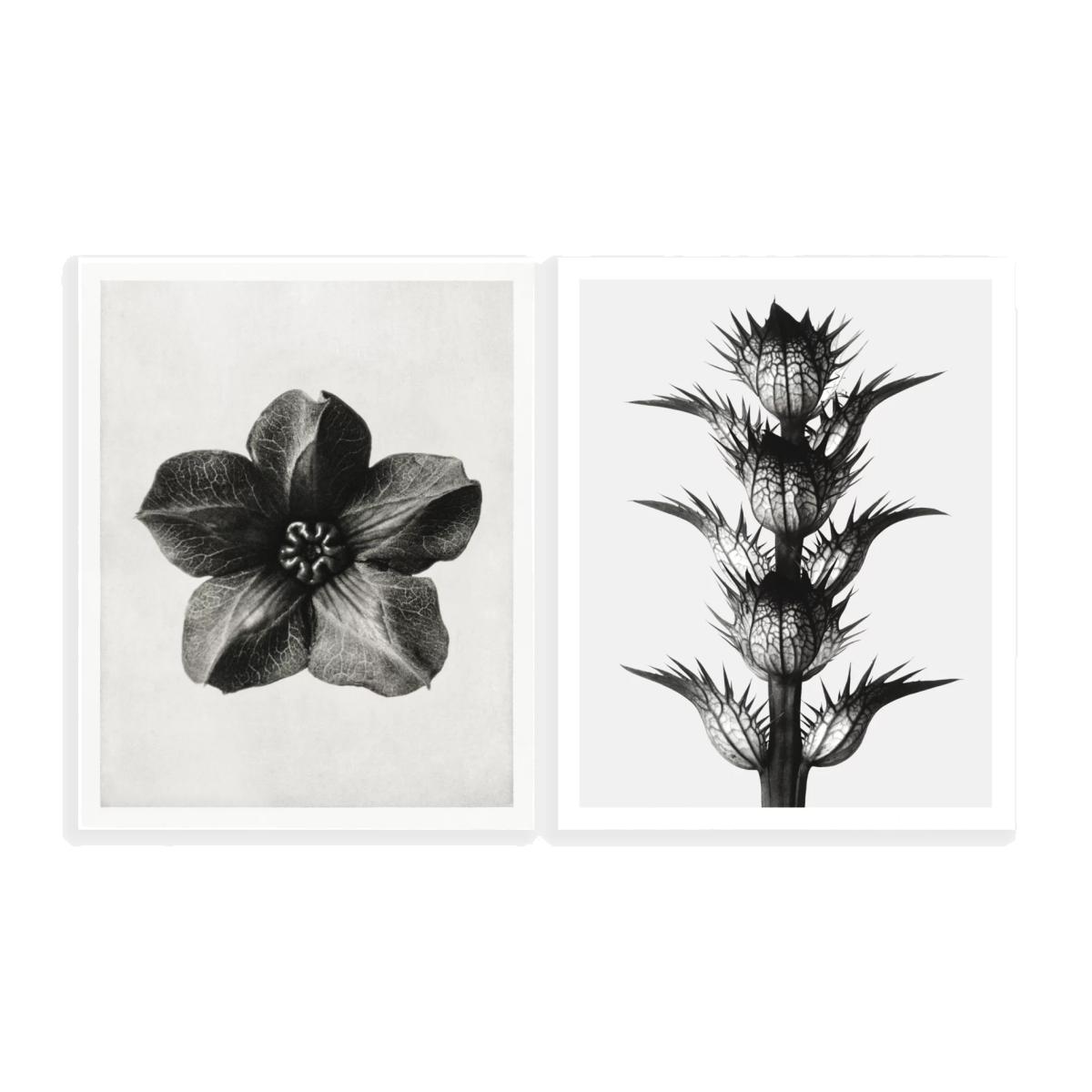 John Lewis ANYDAY Cobaea & Acanthus Unframed Prints, 50 x 40cm, Set of 2, Black