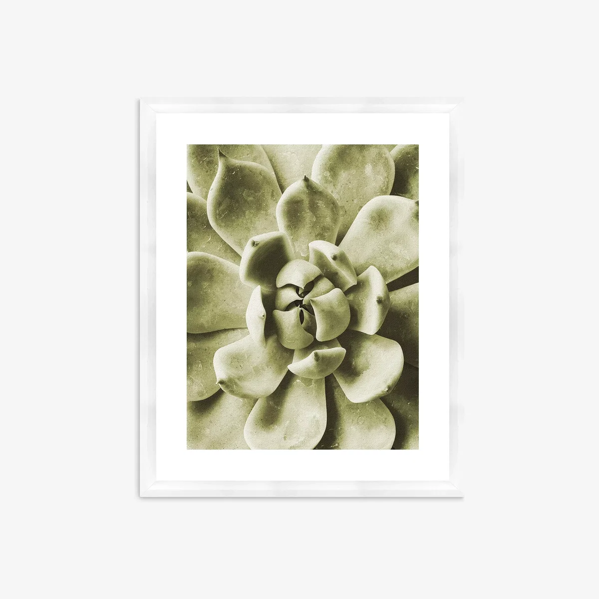Agave 1 - Framed Print & Mount, 56 x 46cm, Green – image 1