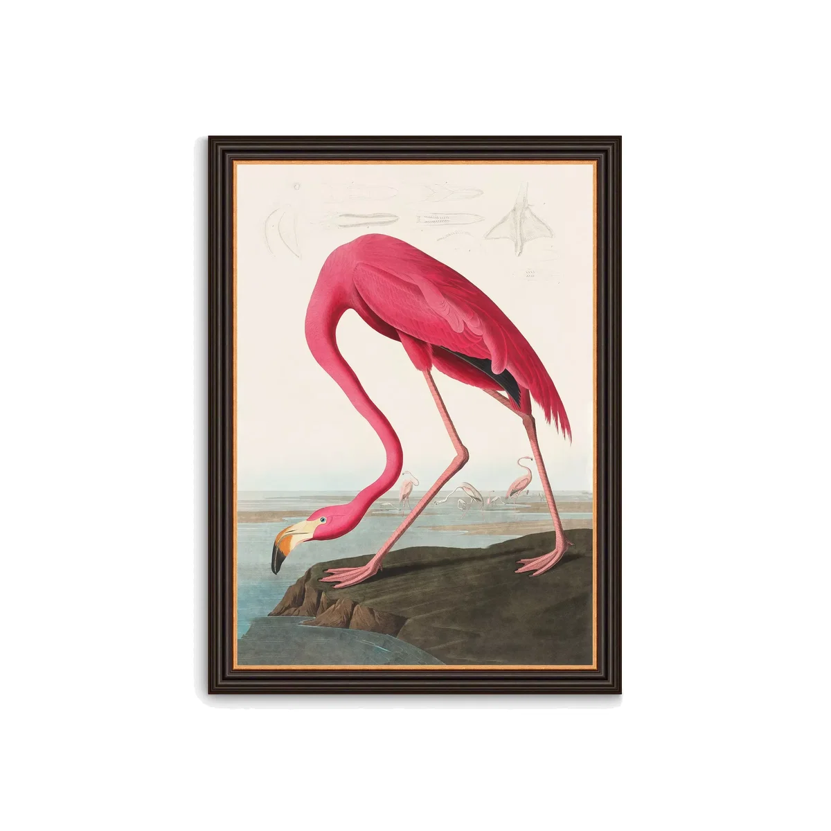 John James Audubon - 'American Flamingo' Framed Print, 77 x 57cm, Pink – image 1