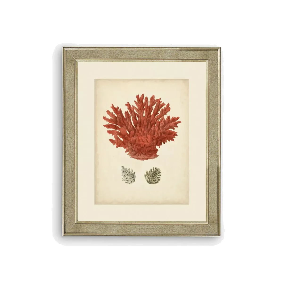 Red Coral III - Framed Print & Mount, 60 x 50cm, Red