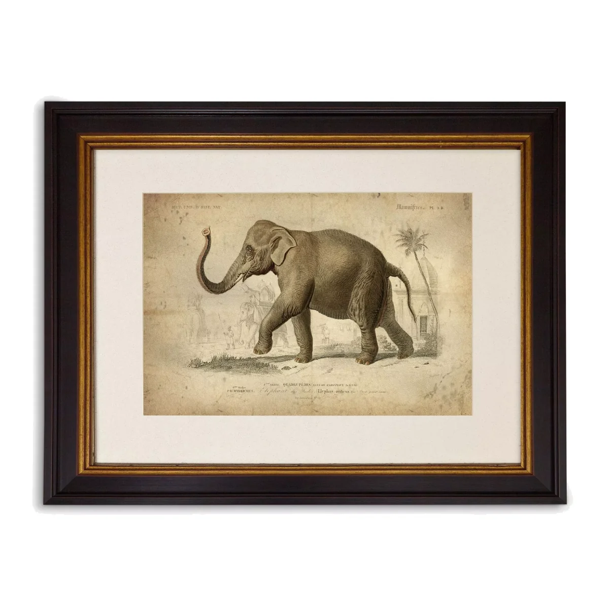 Elephant - Framed Print & Mount, 33 x 43cm, Grey
