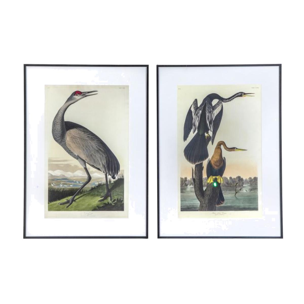 Exotic Fowl Study Framed Art Set of 2 – image 1