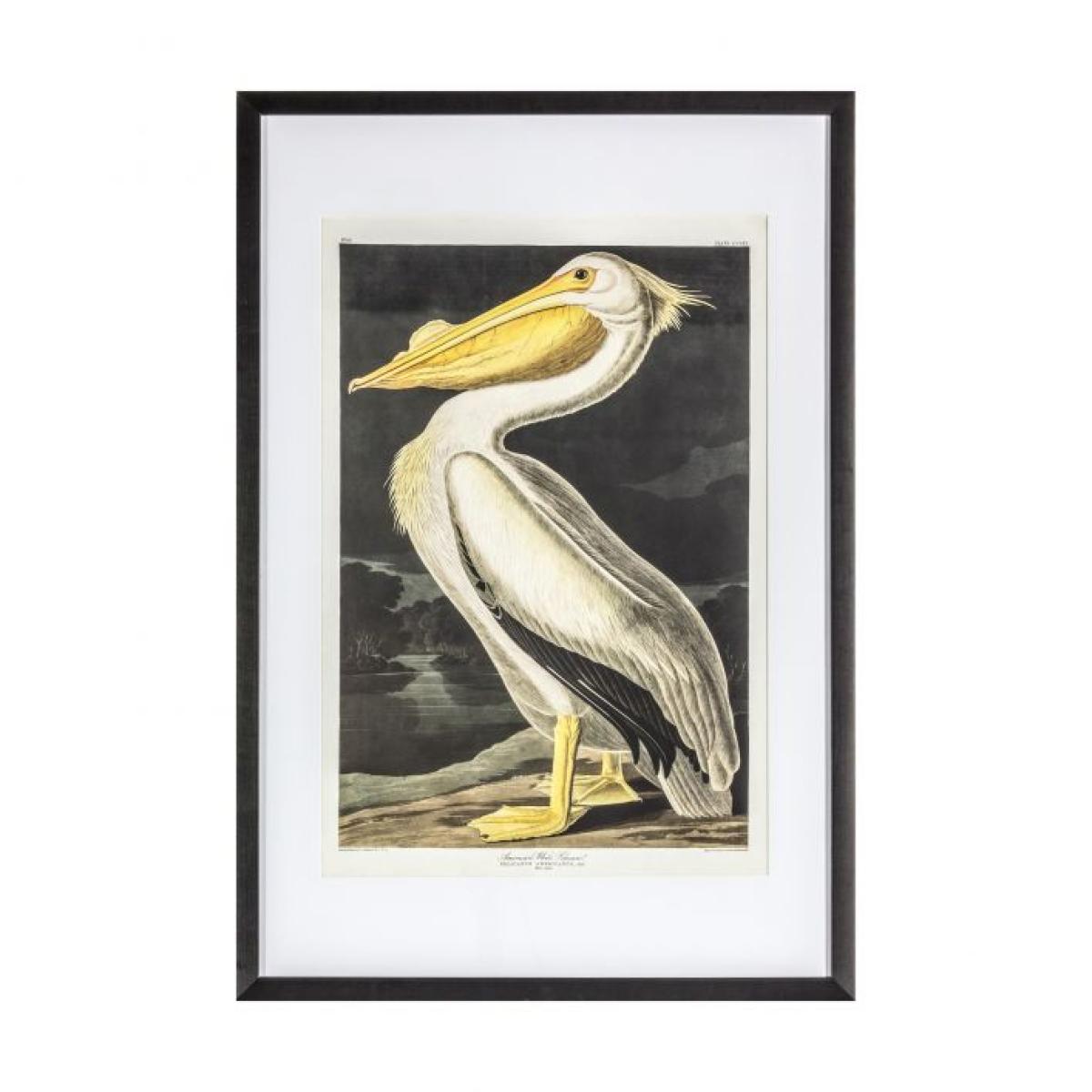 Inquisitive 91cm x 61cm Pelican Framed Art – image 2