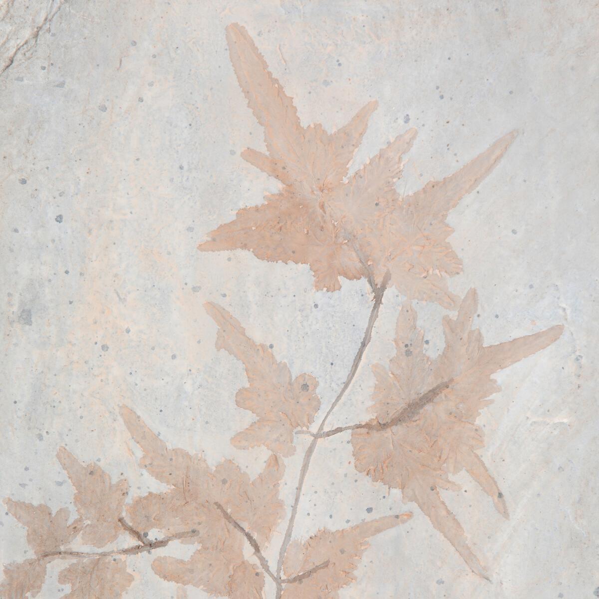 Fossilis Polyresin Wall Art, H50.5cm – image 2