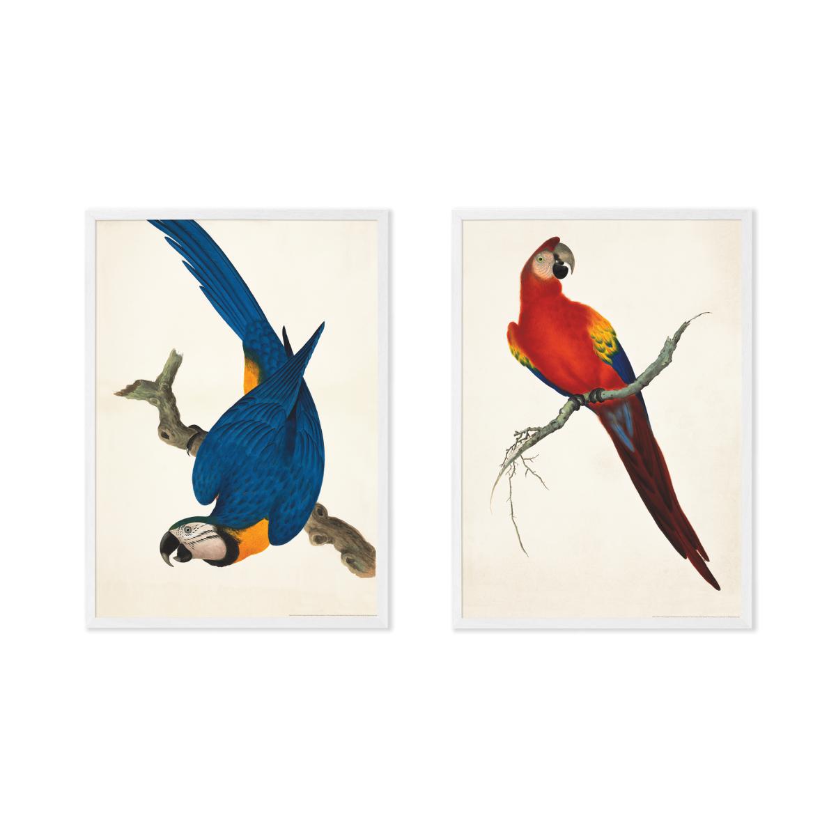 Natural History Museum Vintage Parrots Set of 2 Framed Prints, A2 – image 2
