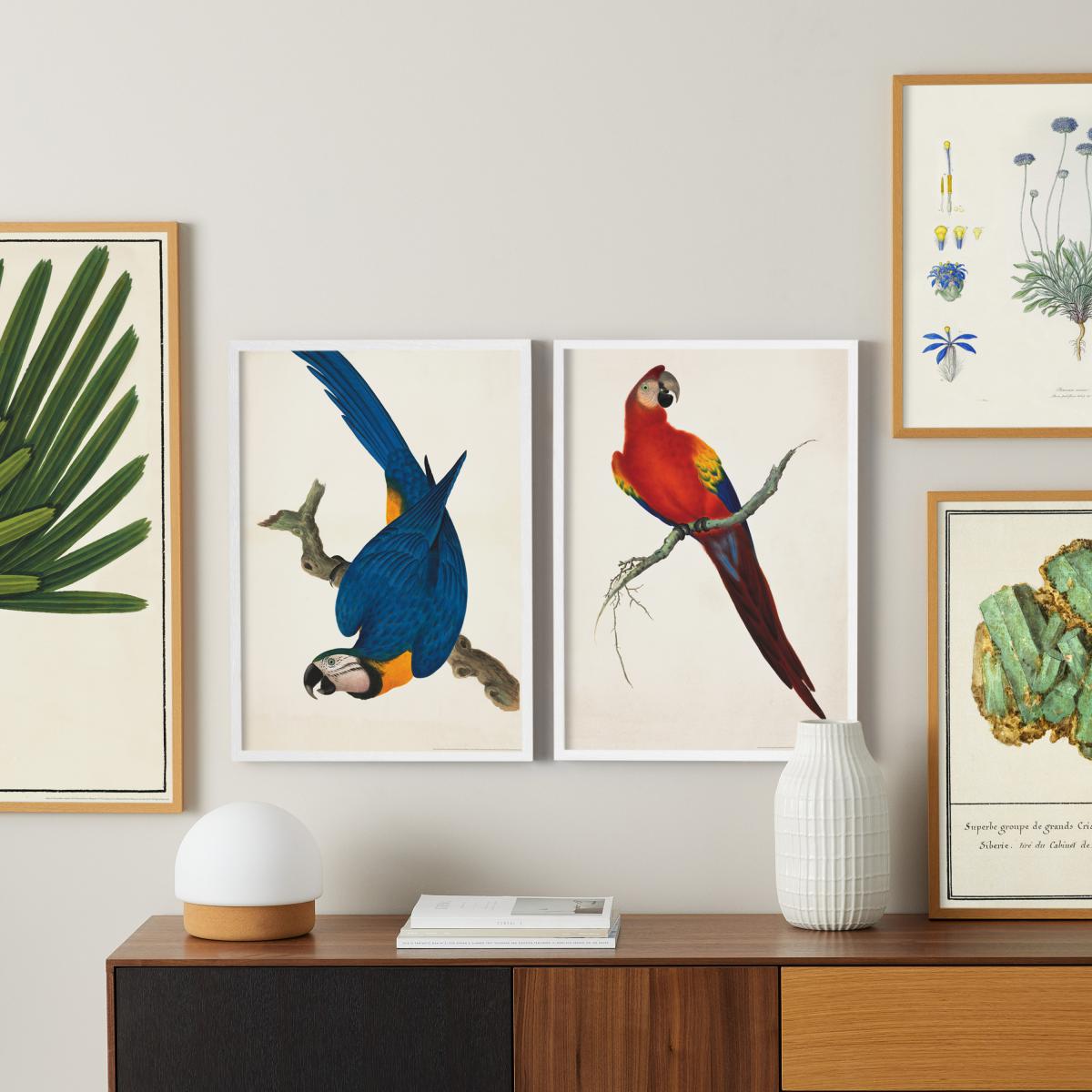 Natural History Museum Vintage Parrots Set of 2 Framed Prints, A2 – image 11