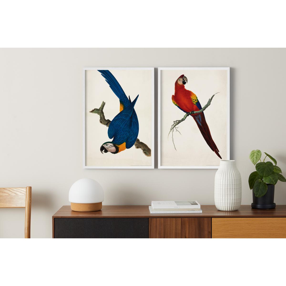 Natural History Museum Vintage Parrots Set of 2 Framed Prints, A2 – image 3
