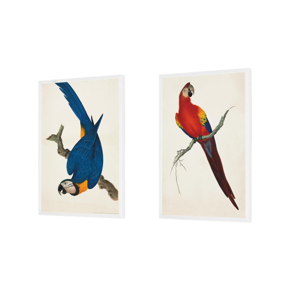 Natural History Museum Vintage Parrots Set of 2 Framed Prints, A2 – image 4