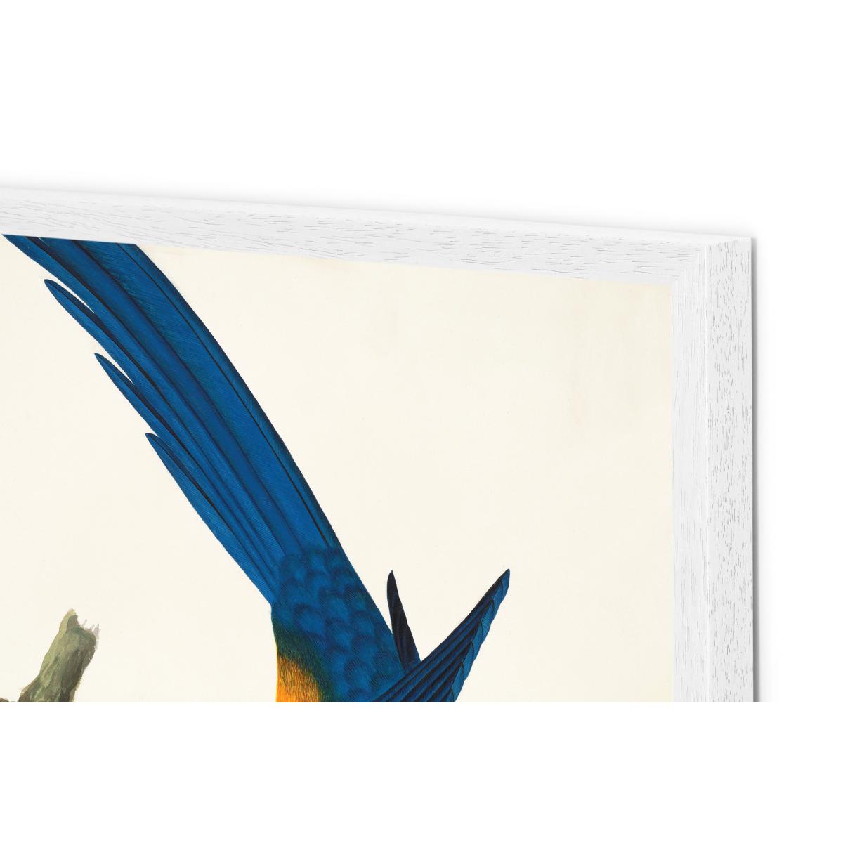 Natural History Museum Vintage Parrots Set of 2 Framed Prints, A2 – image 5