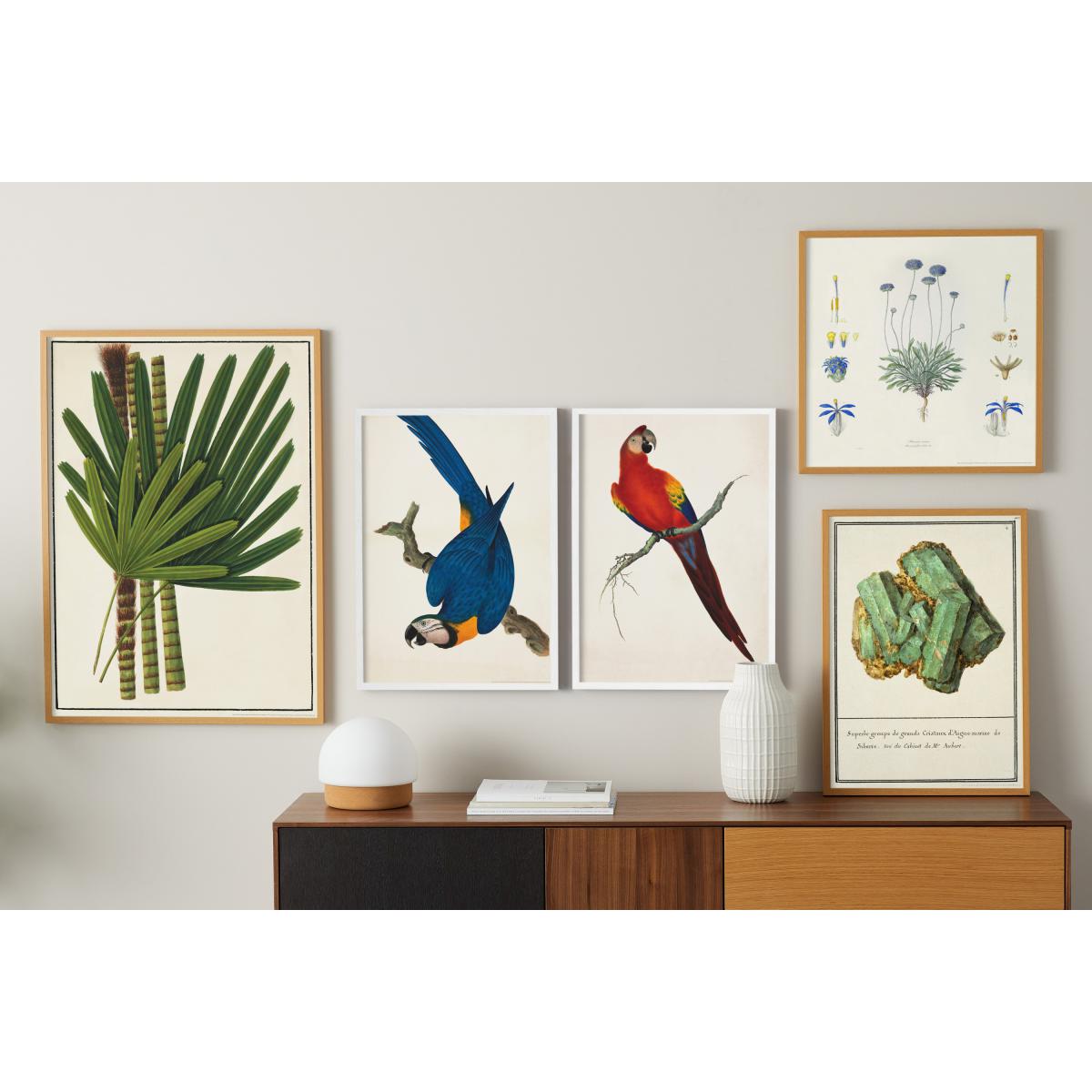 Natural History Museum Vintage Parrots Set of 2 Framed Prints, A2 – image 6