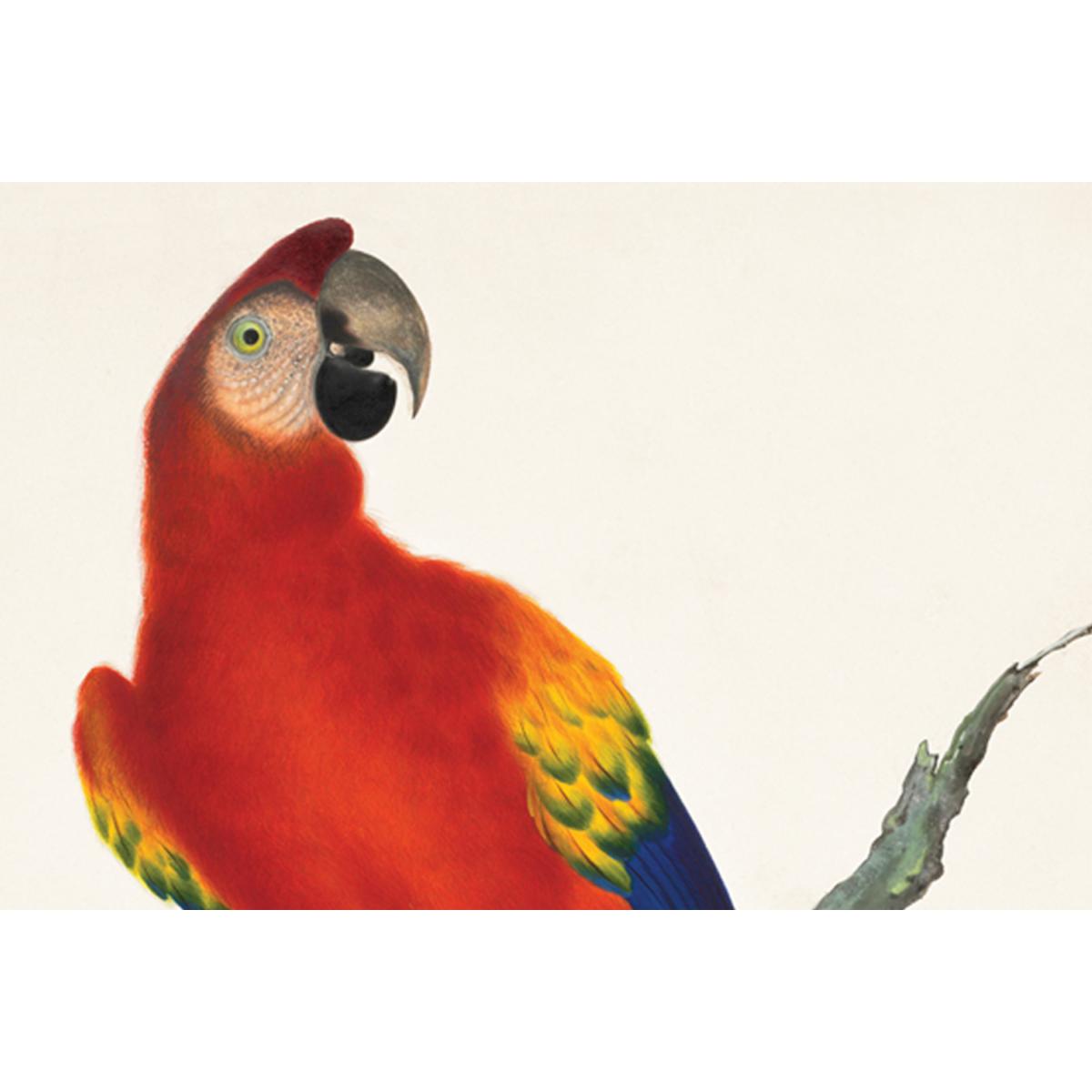 Natural History Museum Vintage Parrots Set of 2 Framed Prints, A2 – image 7