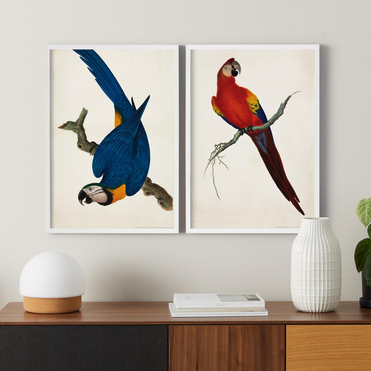 Natural History Museum Vintage Parrots Set of 2 Framed Prints, A2 – image 8