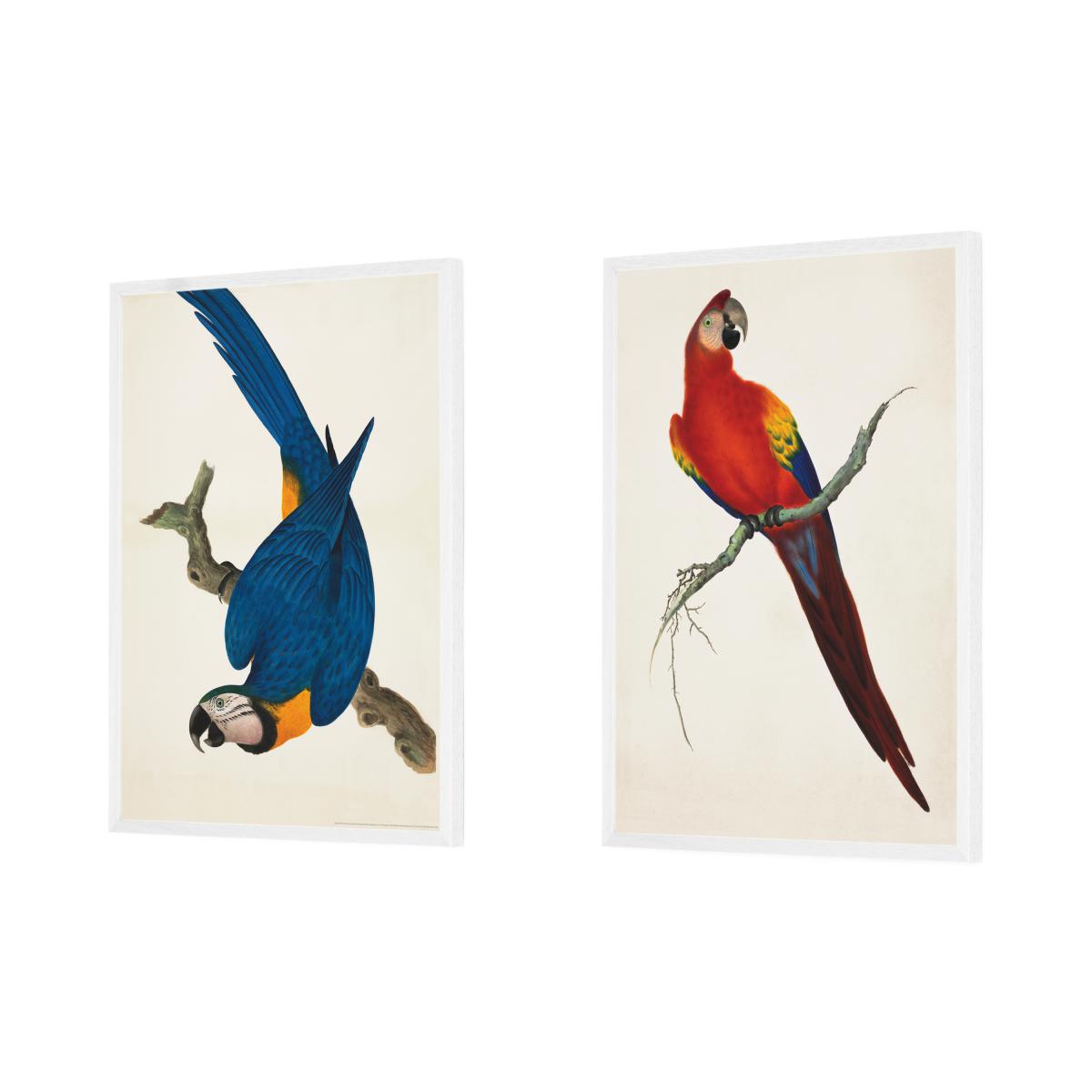 Natural History Museum Vintage Parrots Set of 2 Framed Prints, A2 – image 9