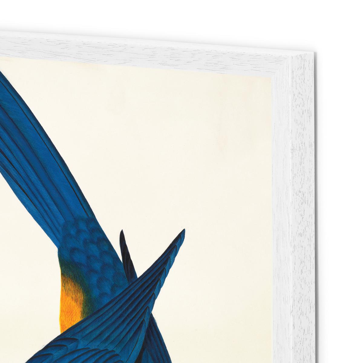 Natural History Museum Vintage Parrots Set of 2 Framed Prints, A2 – image 10