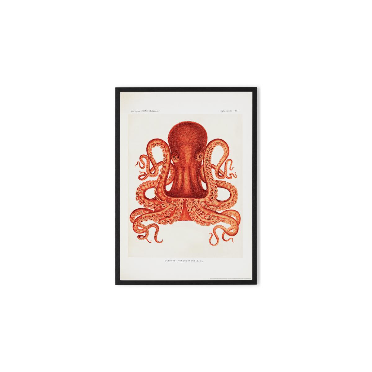Natural History Museum Vintage Octopus Framed Print, A2 – image 2